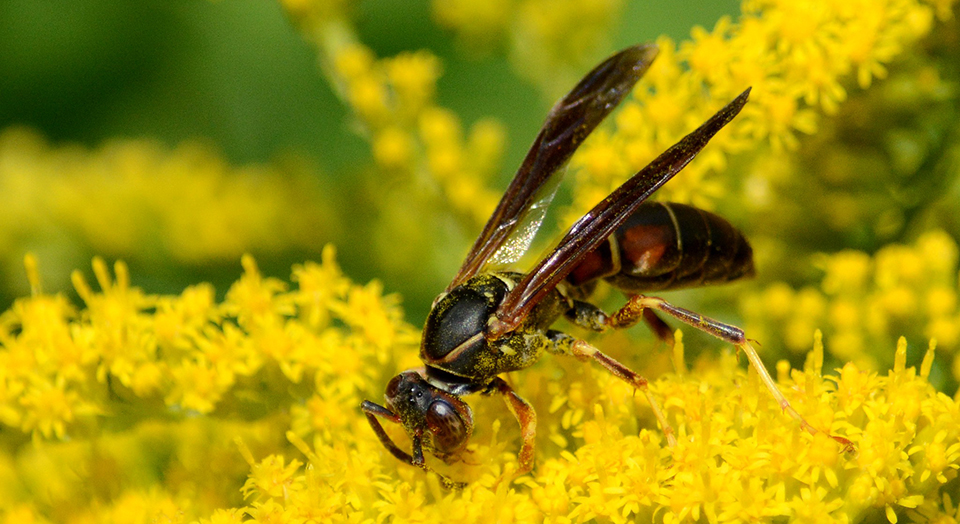 What's Wasps Got to Do With it