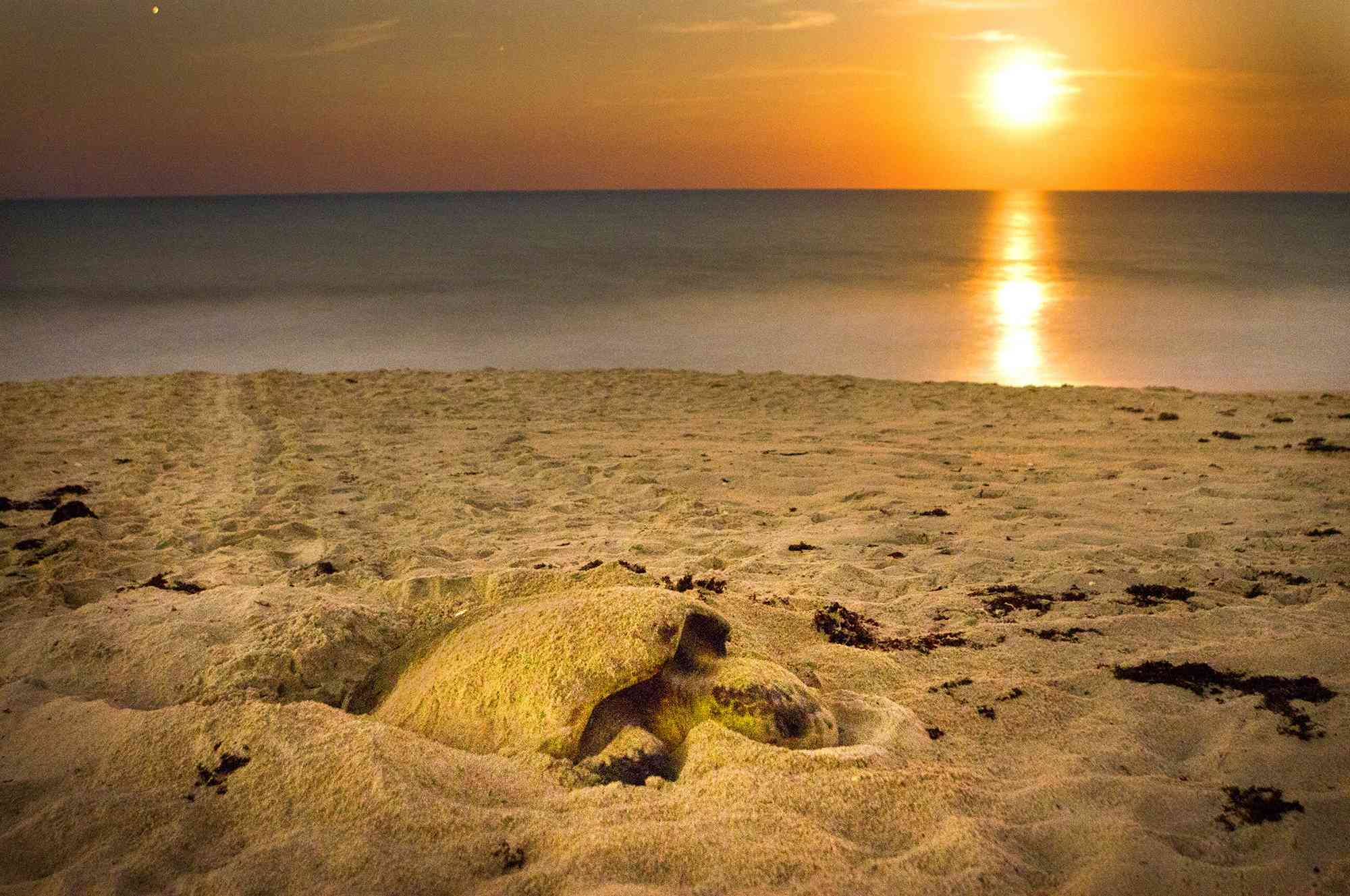 Nesting sea turtle, Archie Carr National Wildlife Refuge, Florida