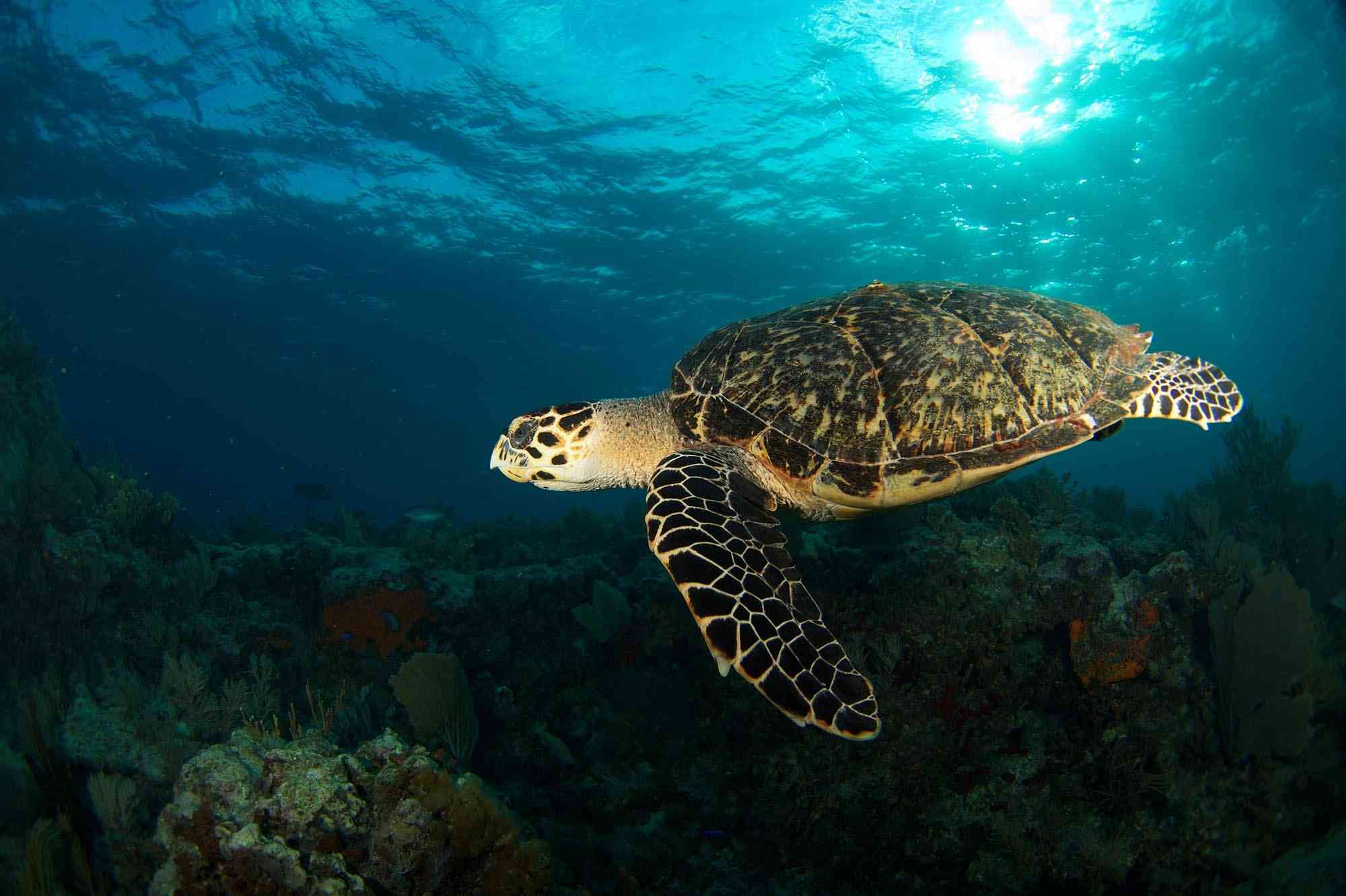 Green sea turtle, Florida Keys