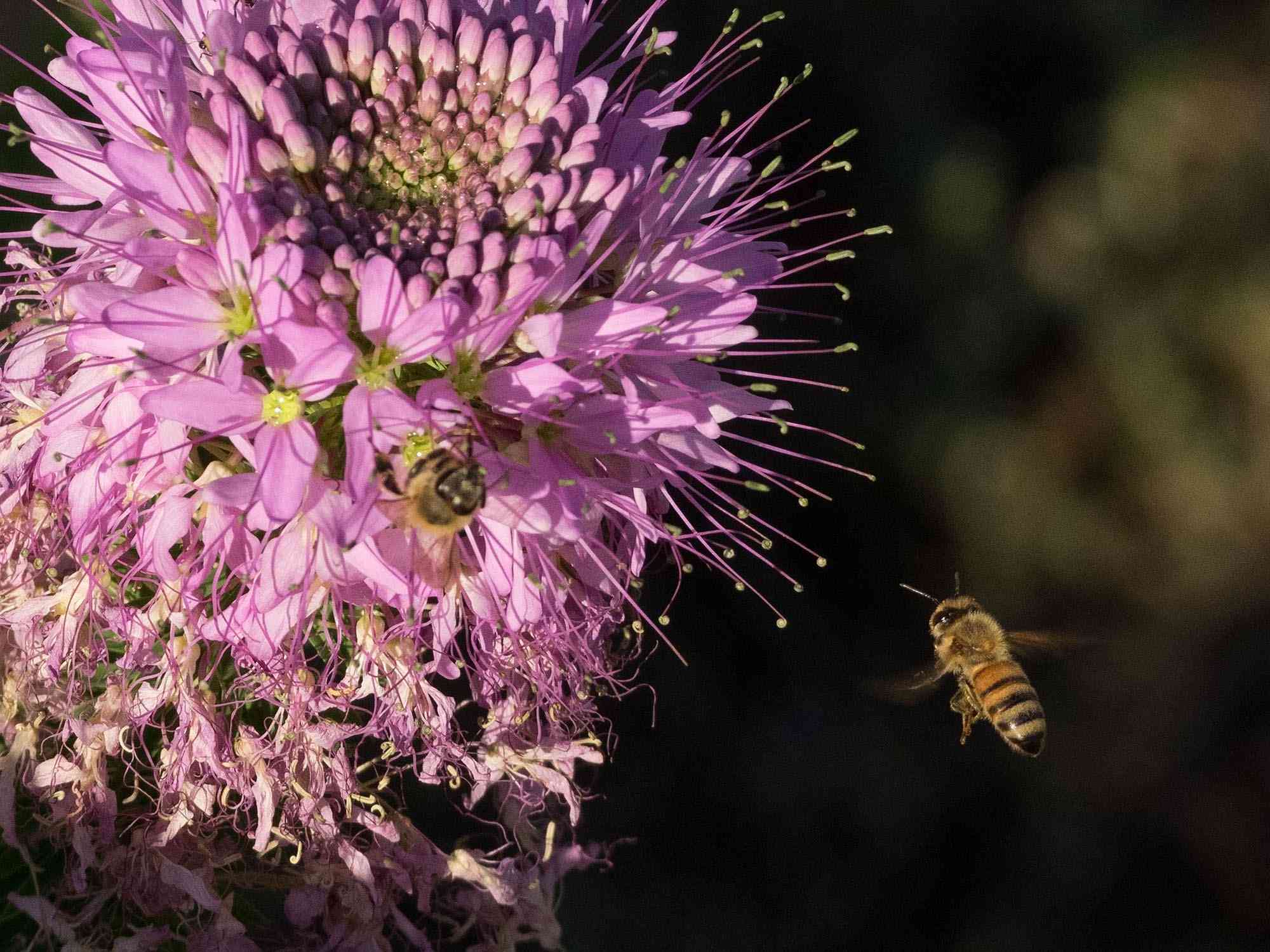 Honey Bees - Albuquerque - New Mexico 
