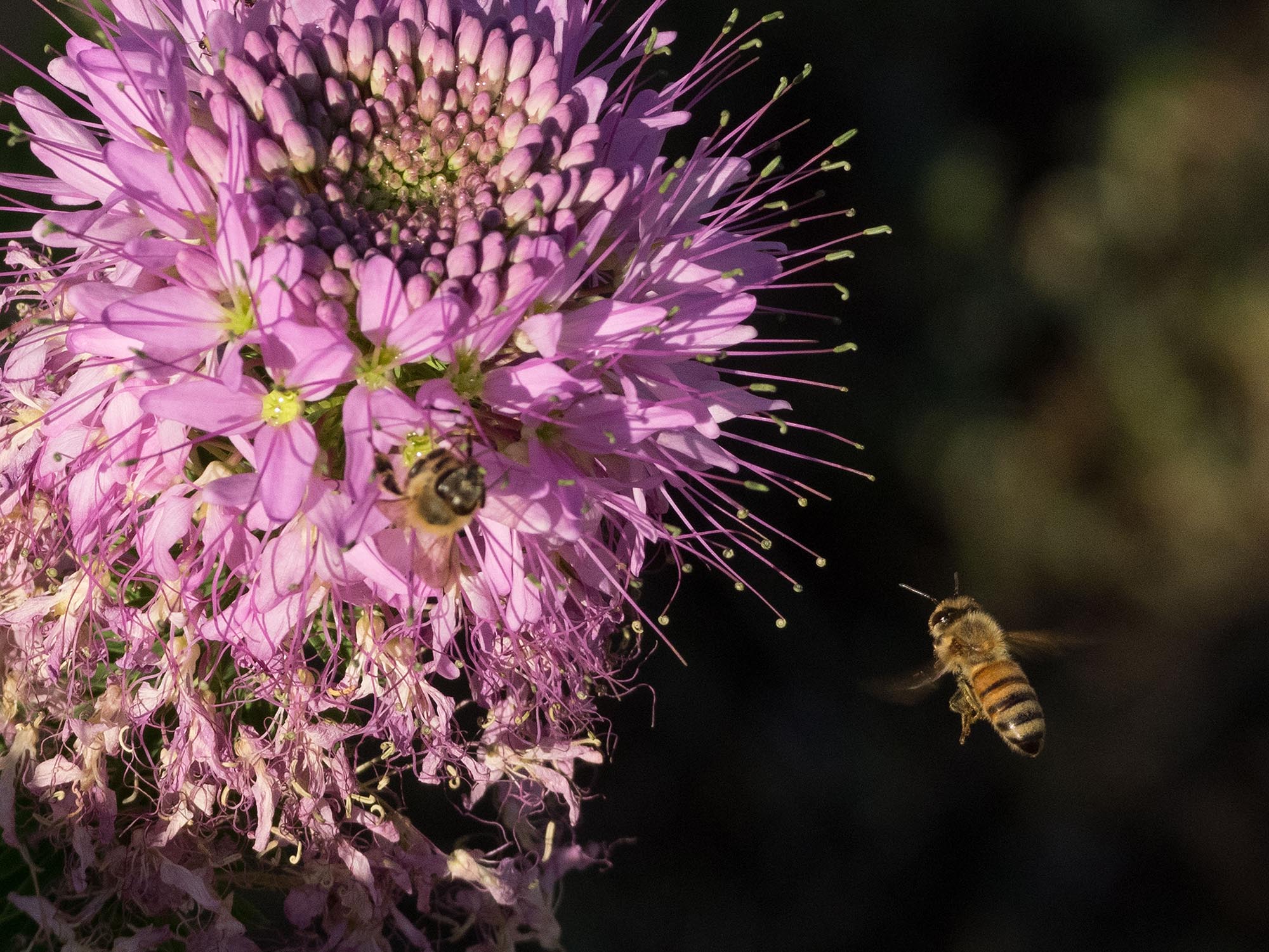 Honey Bees - Albuquerque - New Mexico
