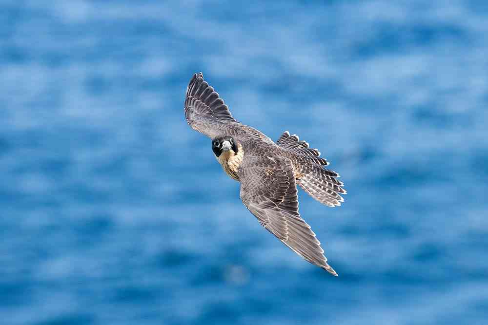 Peregrine Falcon Flying over Water