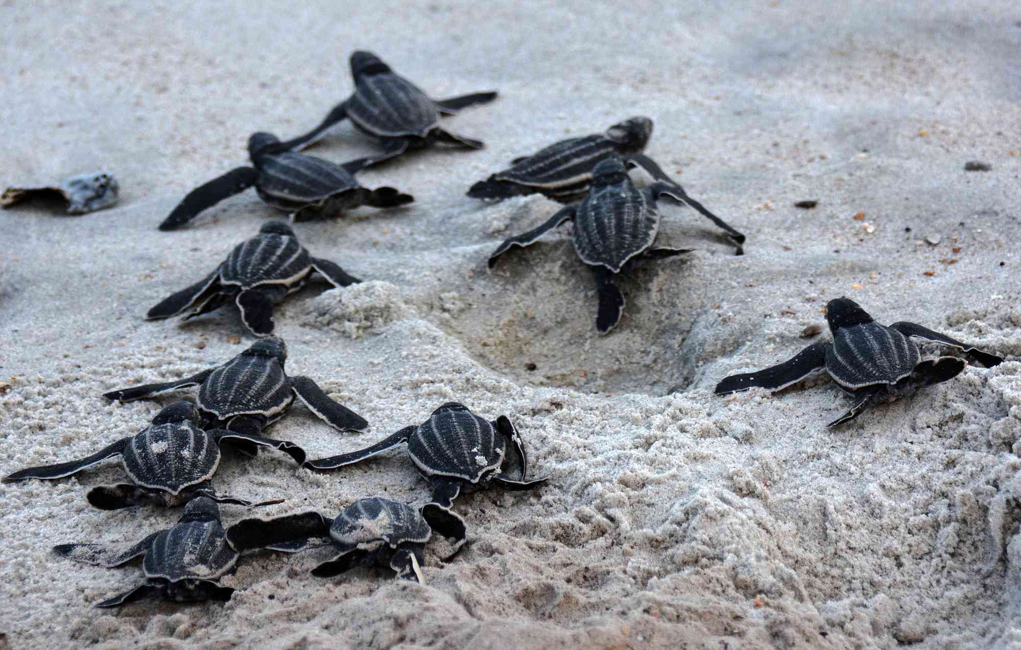 Leatherback sea turtle hatchlings, Amelia Island, Florida