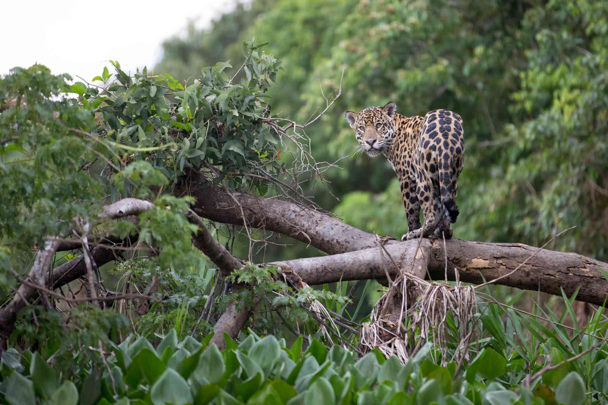 Jaguar on a branch in forest, Brazil