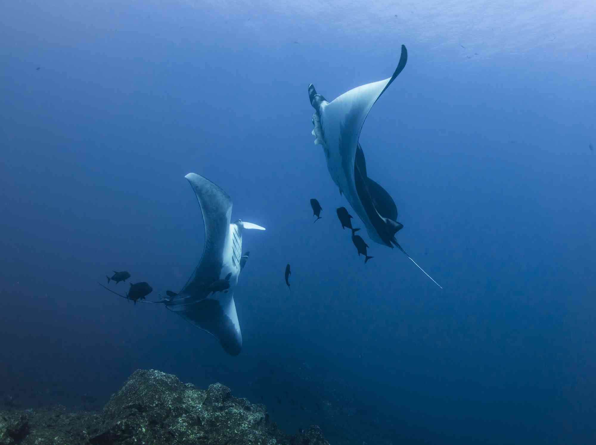 Pair of manta rays mirrioring each other, Revillagigedo Islands, Mexico 