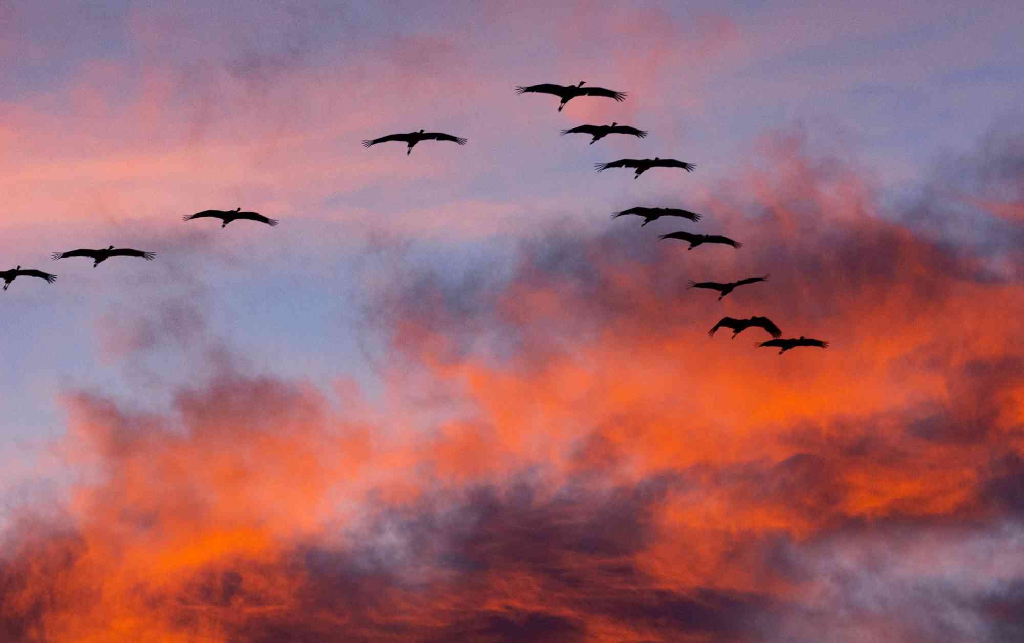 Sandhill Cranes against sunset and clouds