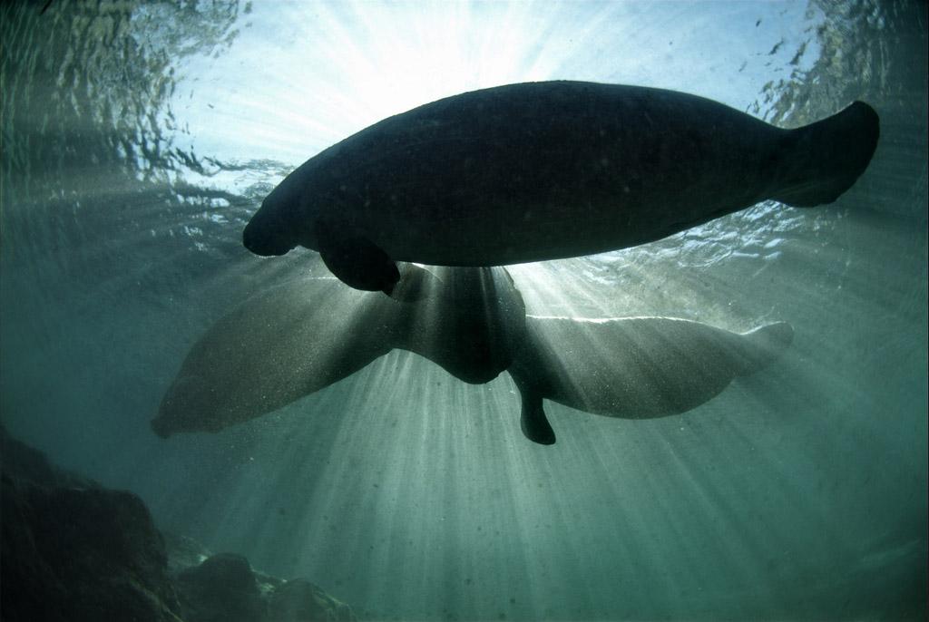 Florida Manatee Silhouette at Crystal River National Wildlife Refuge