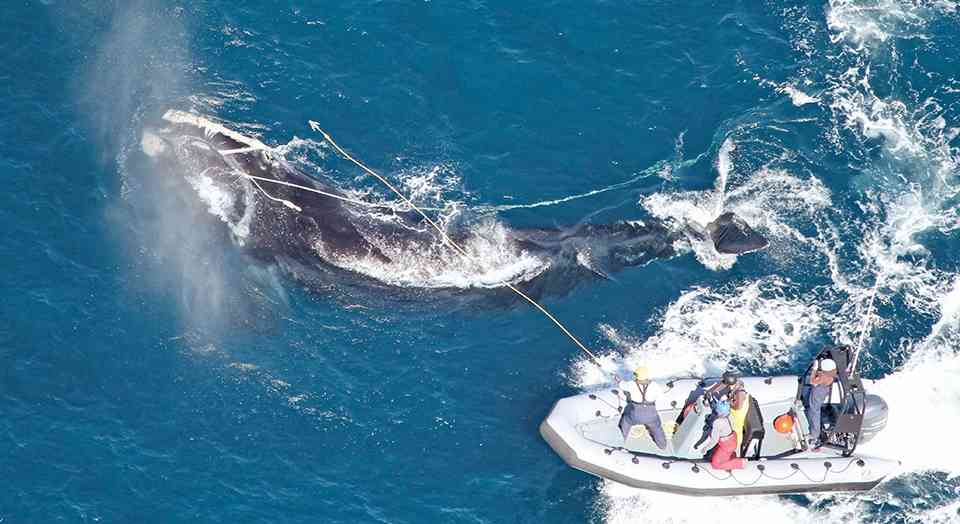 Wild Matters: North Atlantic Right Whale