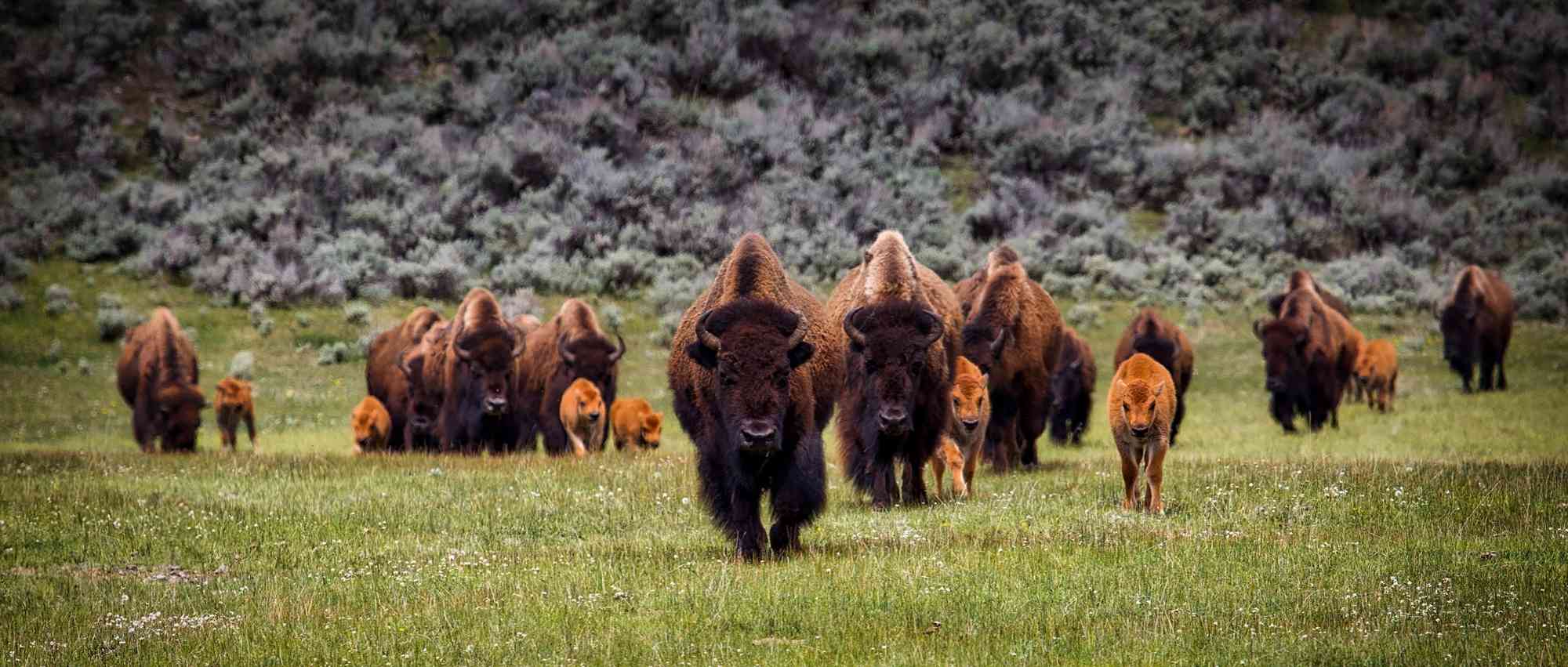 Herd of bison 