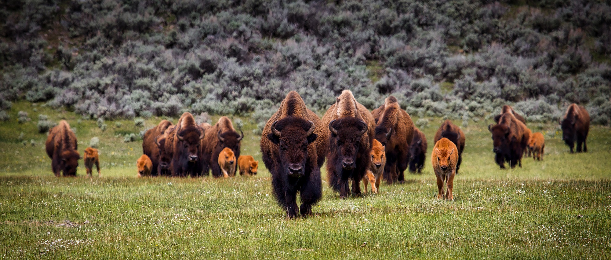 Herd of bison