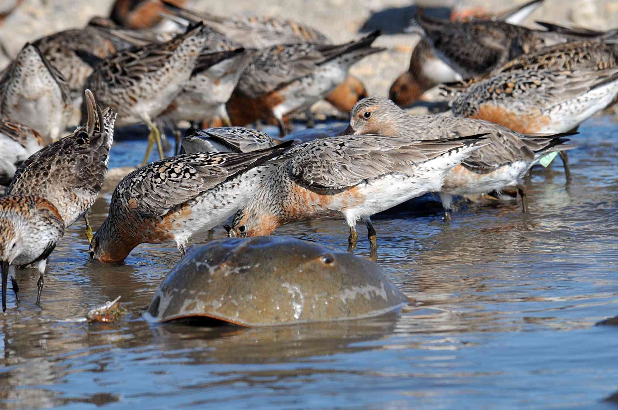 Red knots and horseshoe crab