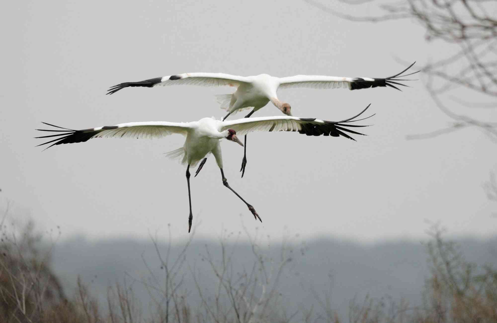 Whooping cranes landing, Johnson Ranch, Lamar, Texas
