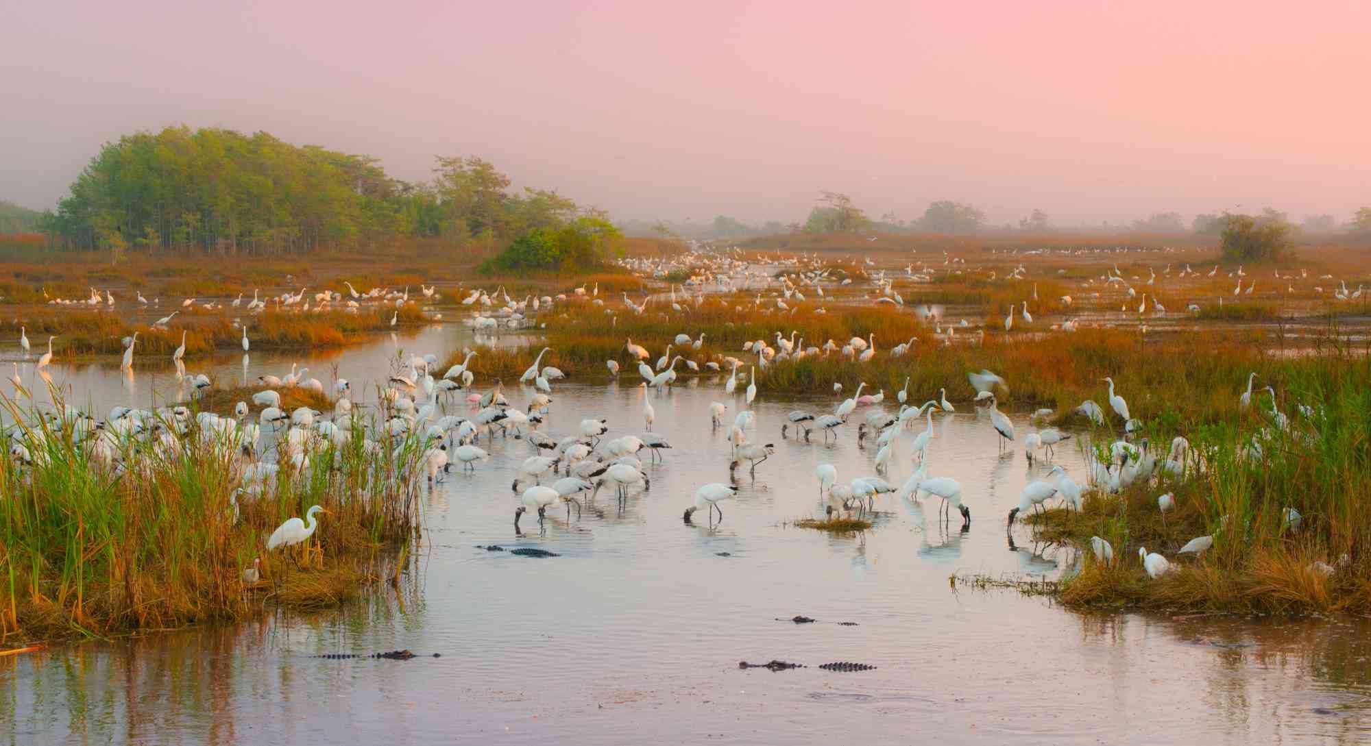 Wading flock, Everglades National Park, Florida