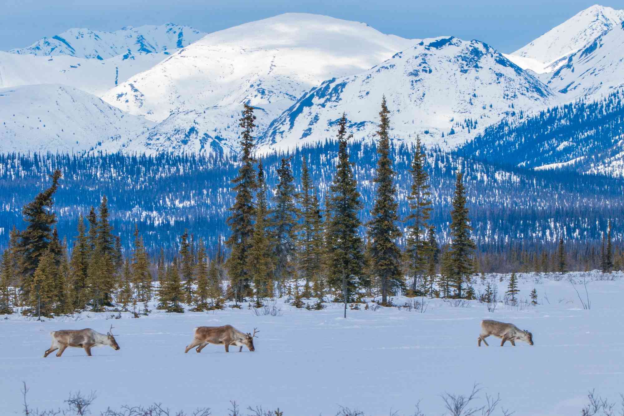 Porcupine caribou, Arctic Refuge, Alaska
