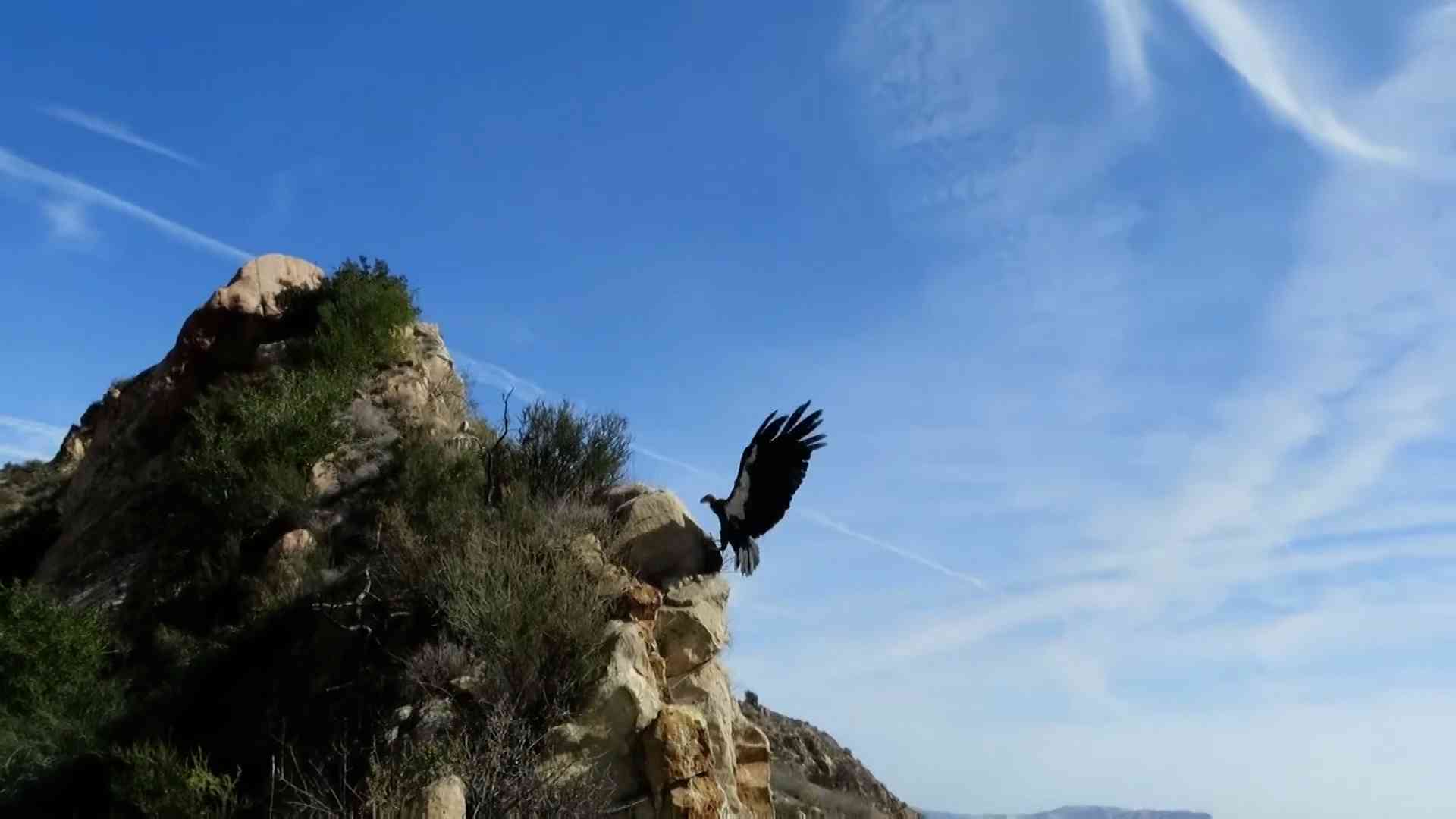 California condor soaring