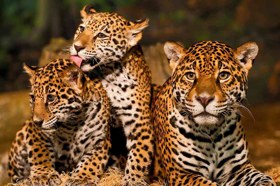 Family of jaguars - Winter 2022 Magazine