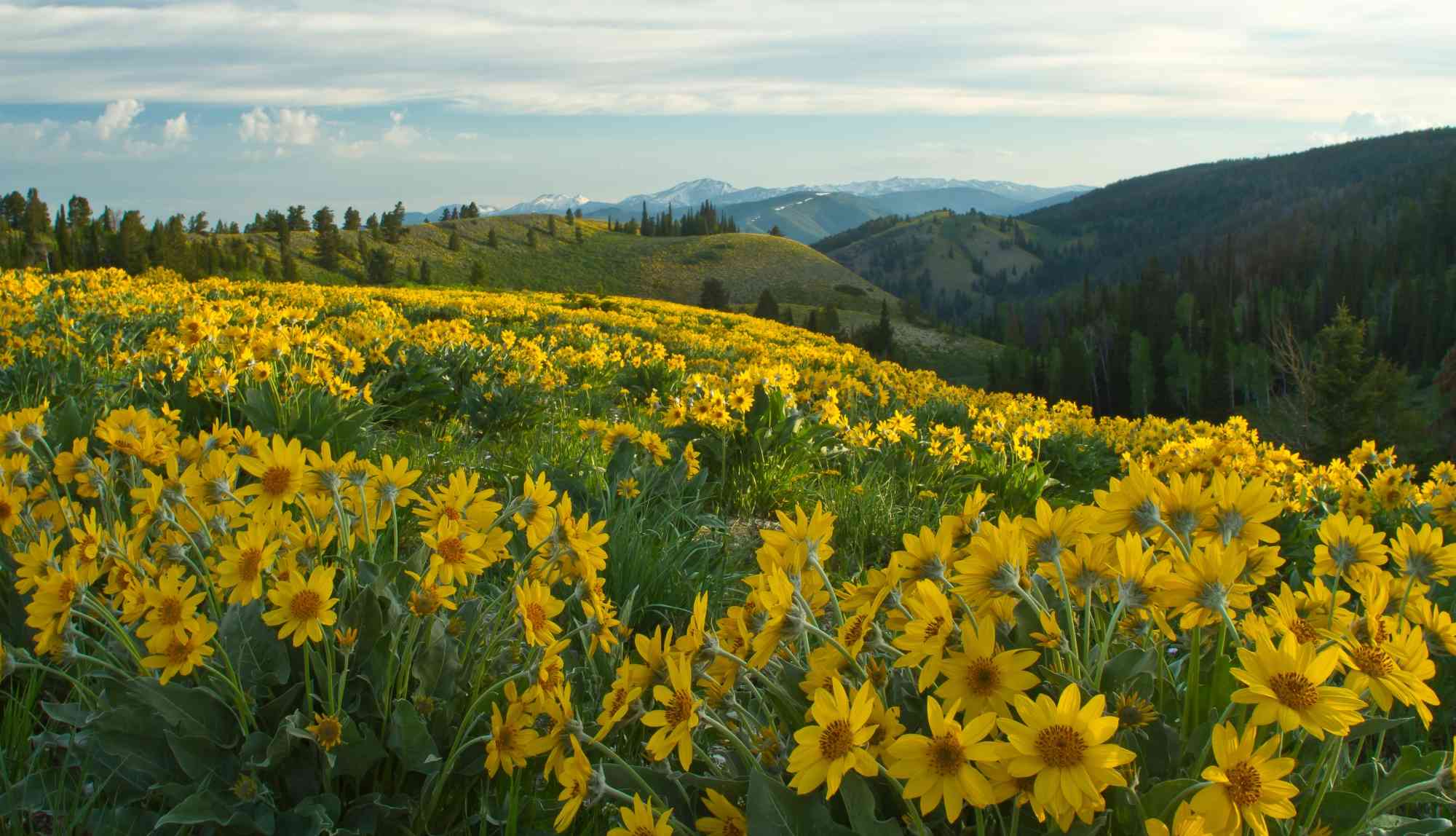 Mule's Ear flowers, Bridger Teton National Forest, Wyoming