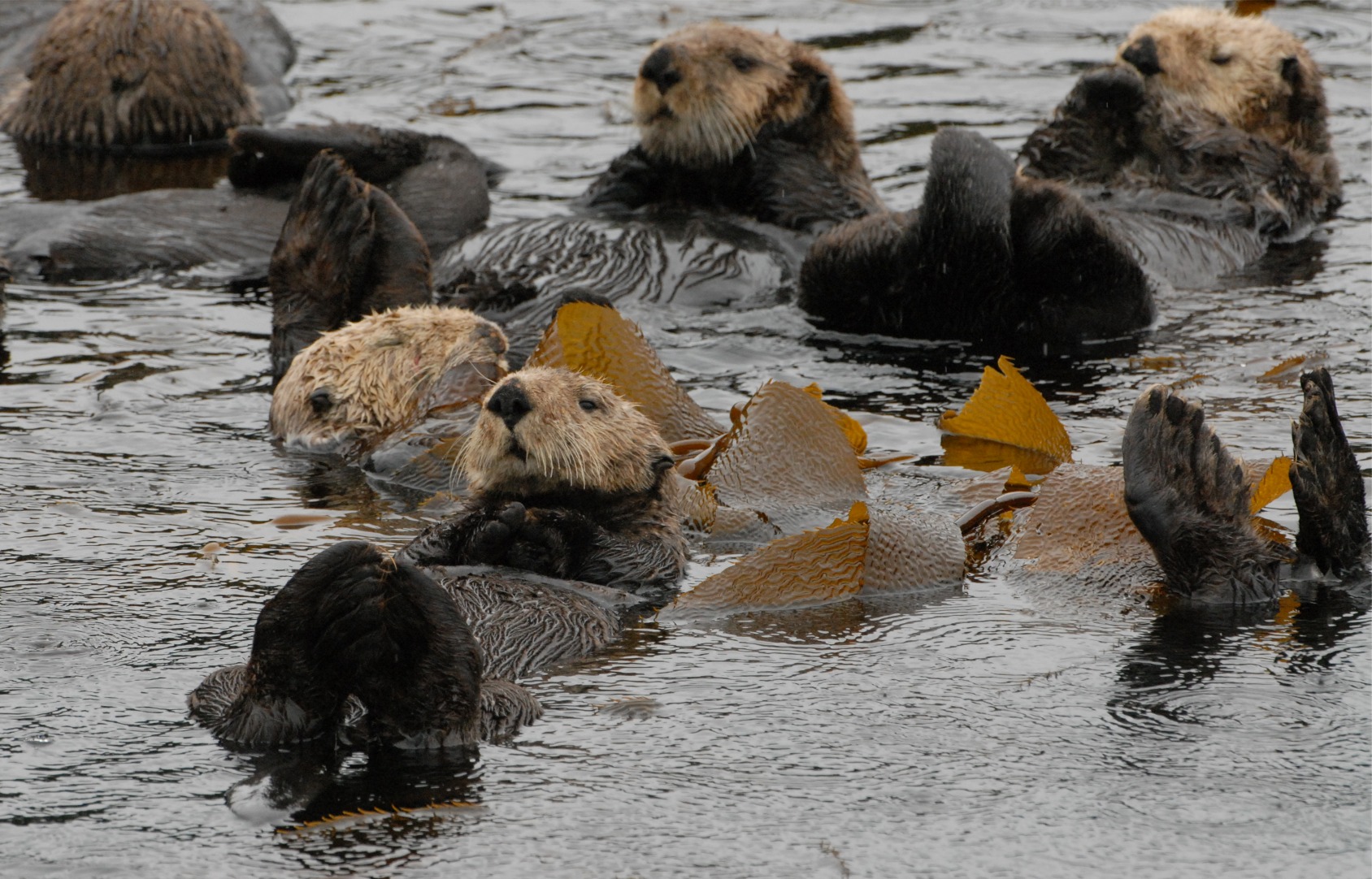 california sea otter kelp forest