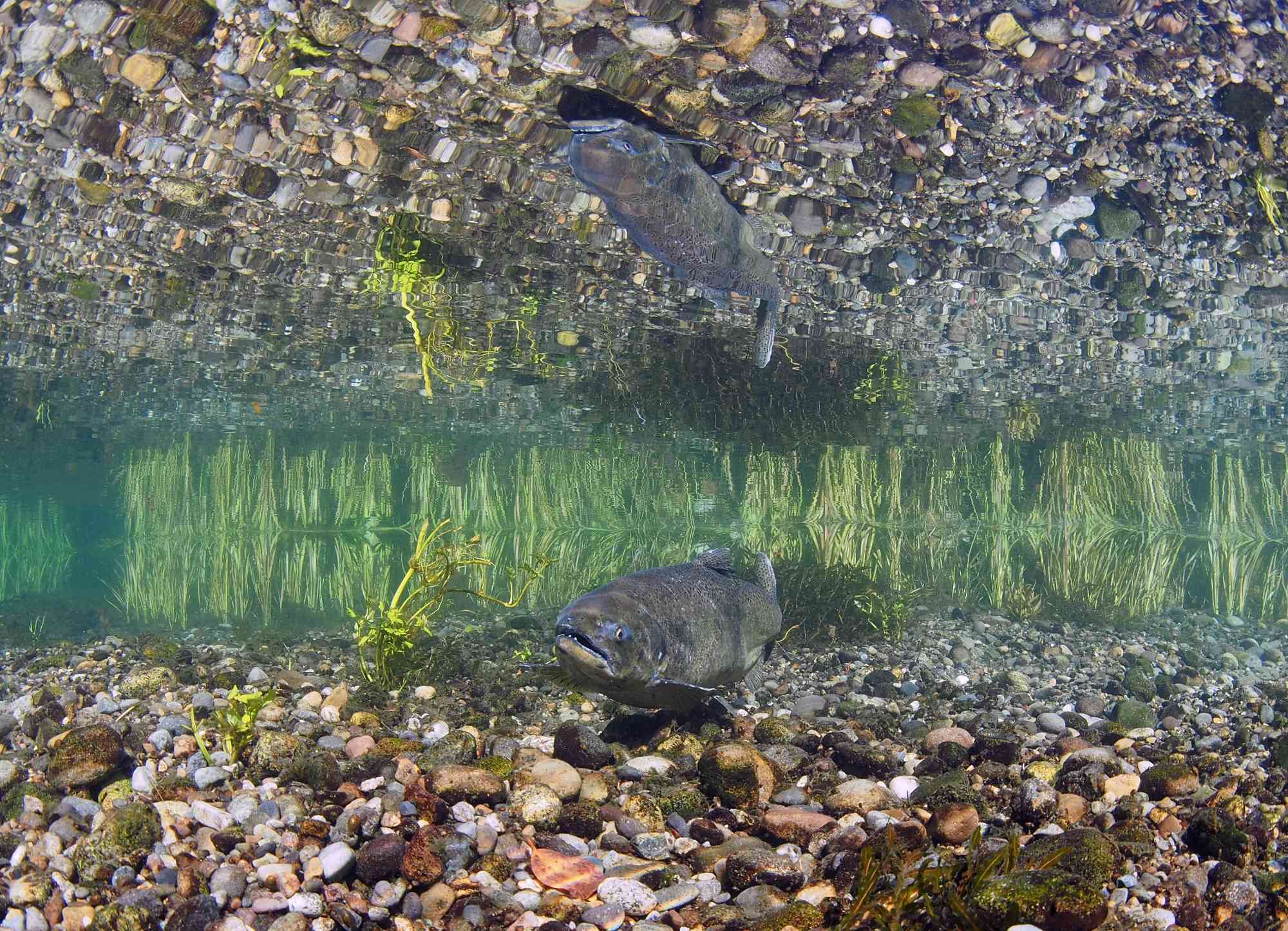 Female Chinook Salmon Swimming over Riverbed with Reflection on Surface - McAllister Springs - Lacey - Washington
