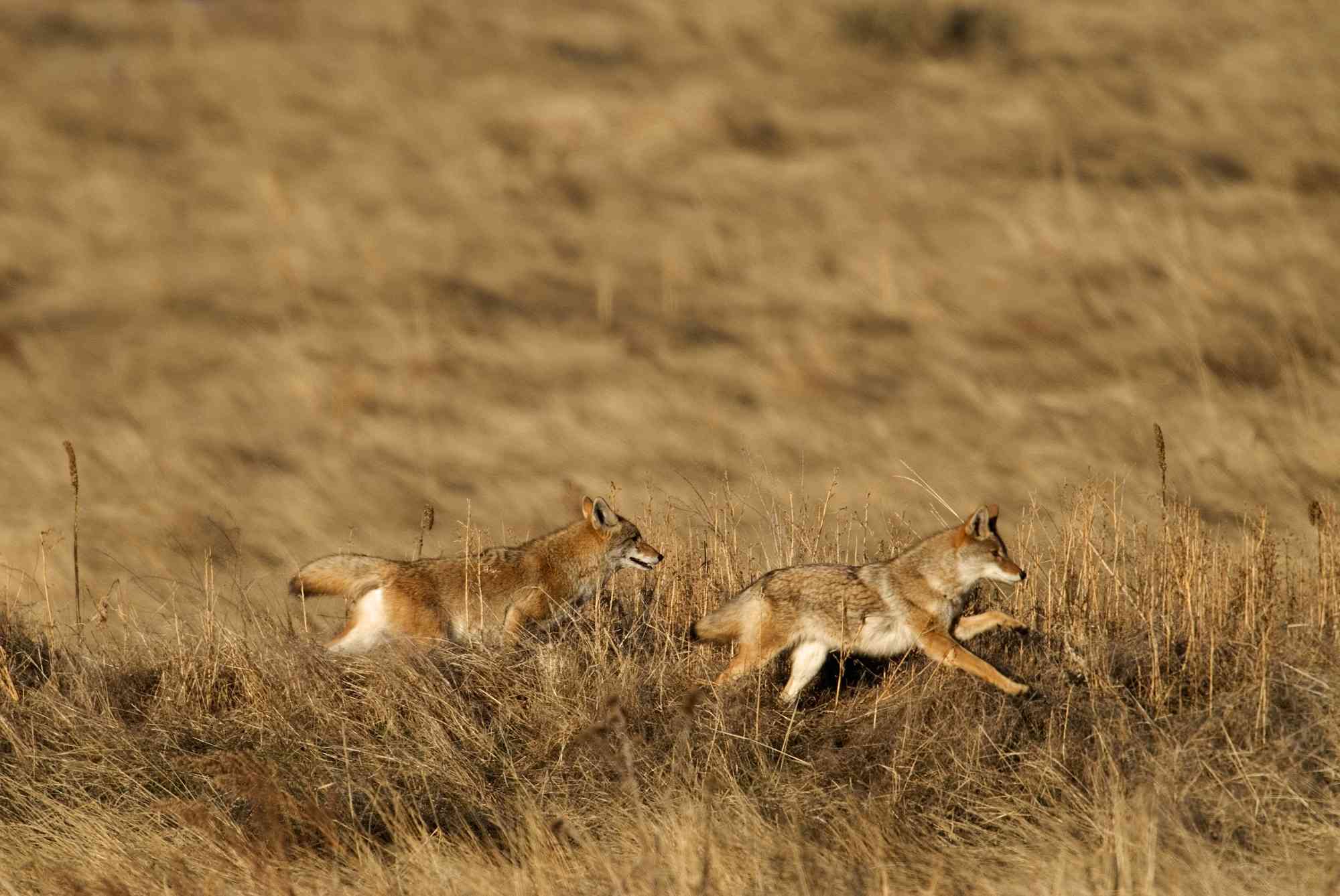 Coyotes Racing Through the Grass - Rocky Mountain Arsenal National Wildlife Refuge