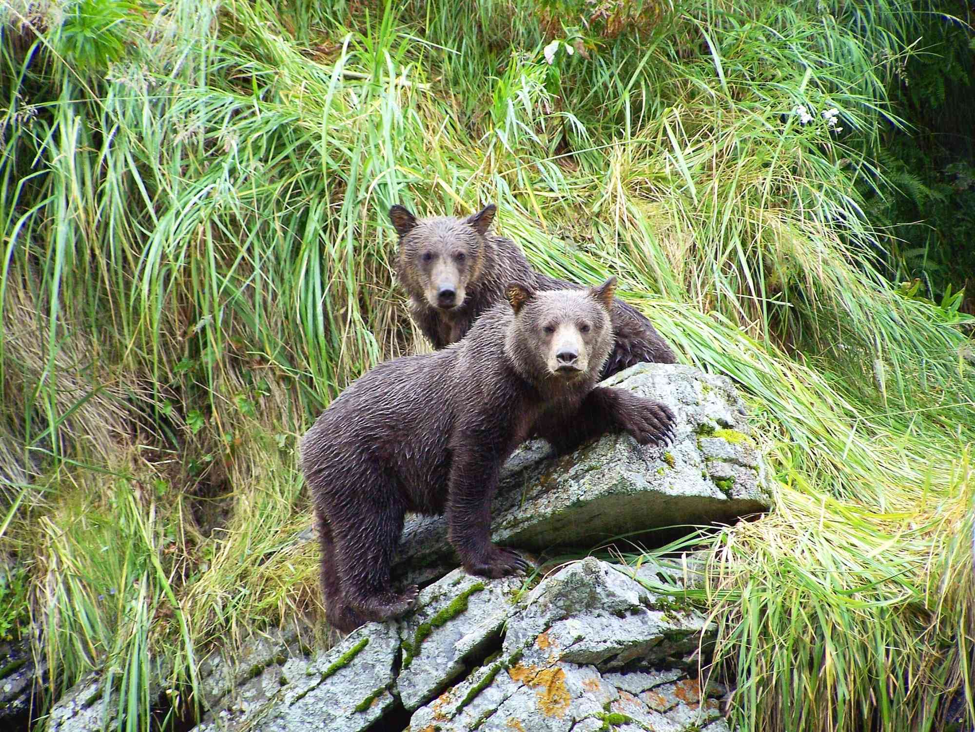 Playful brown bear cubs, Katmai National Park, Alaska 