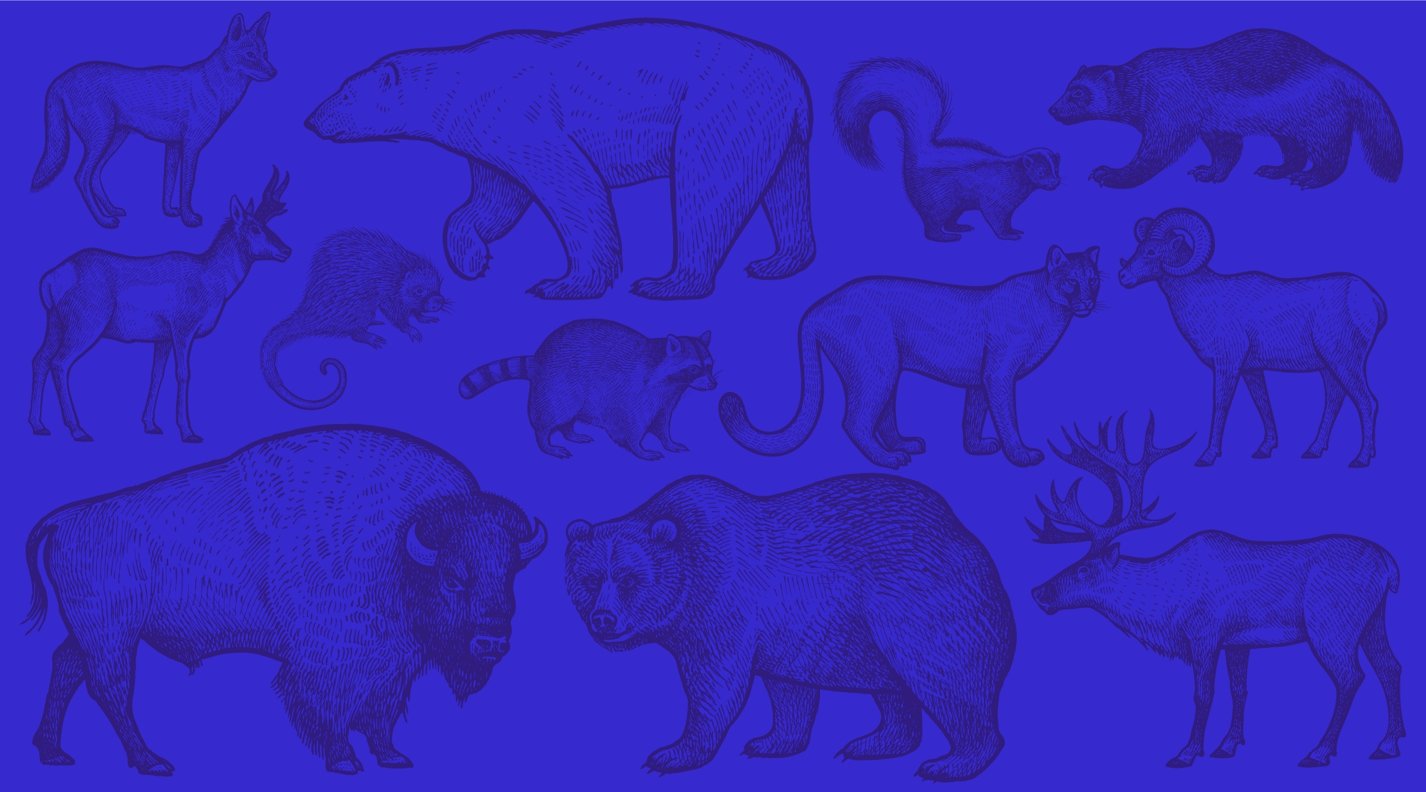 Blue background animals 