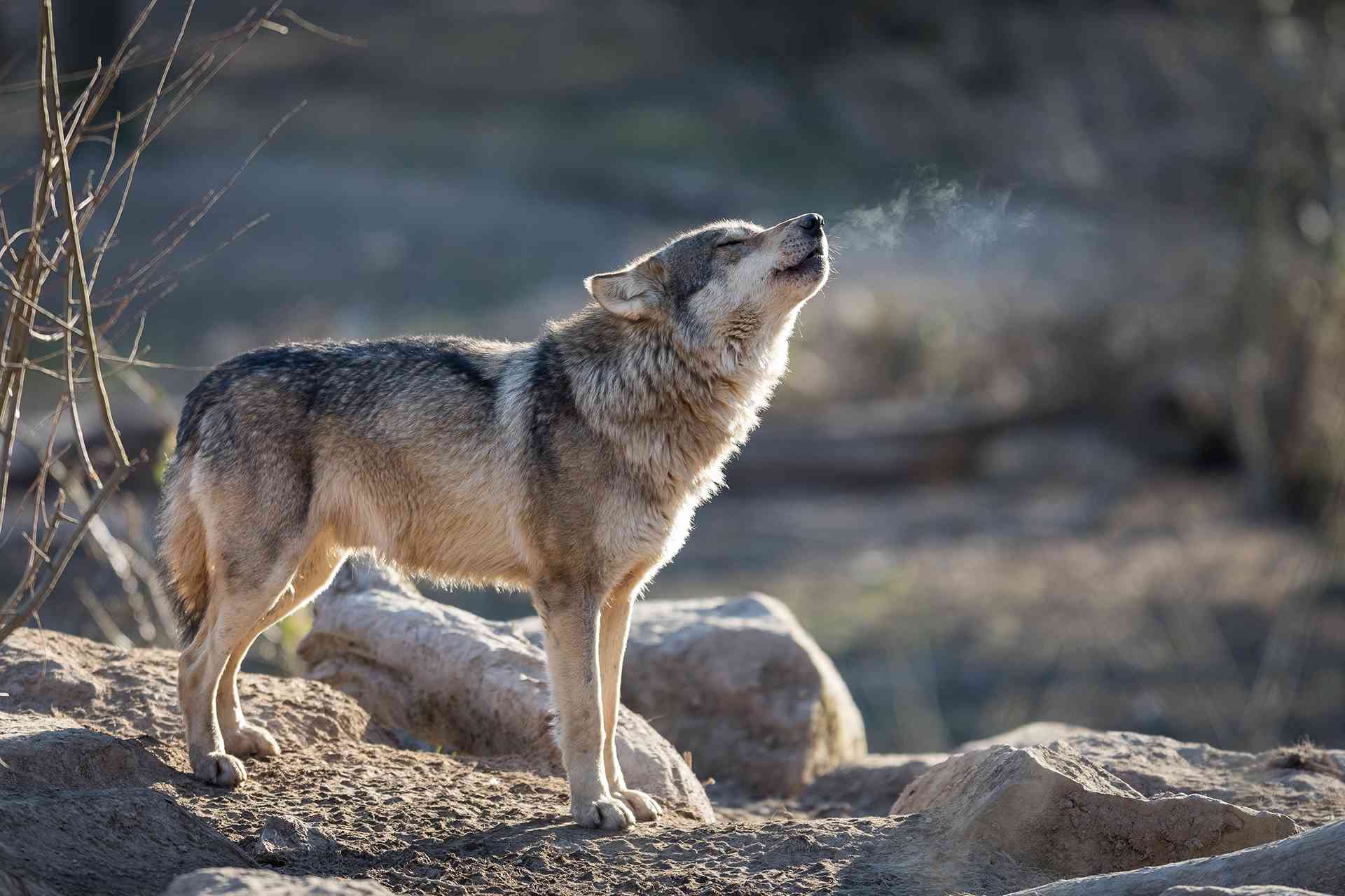 Gray Wolf Howling