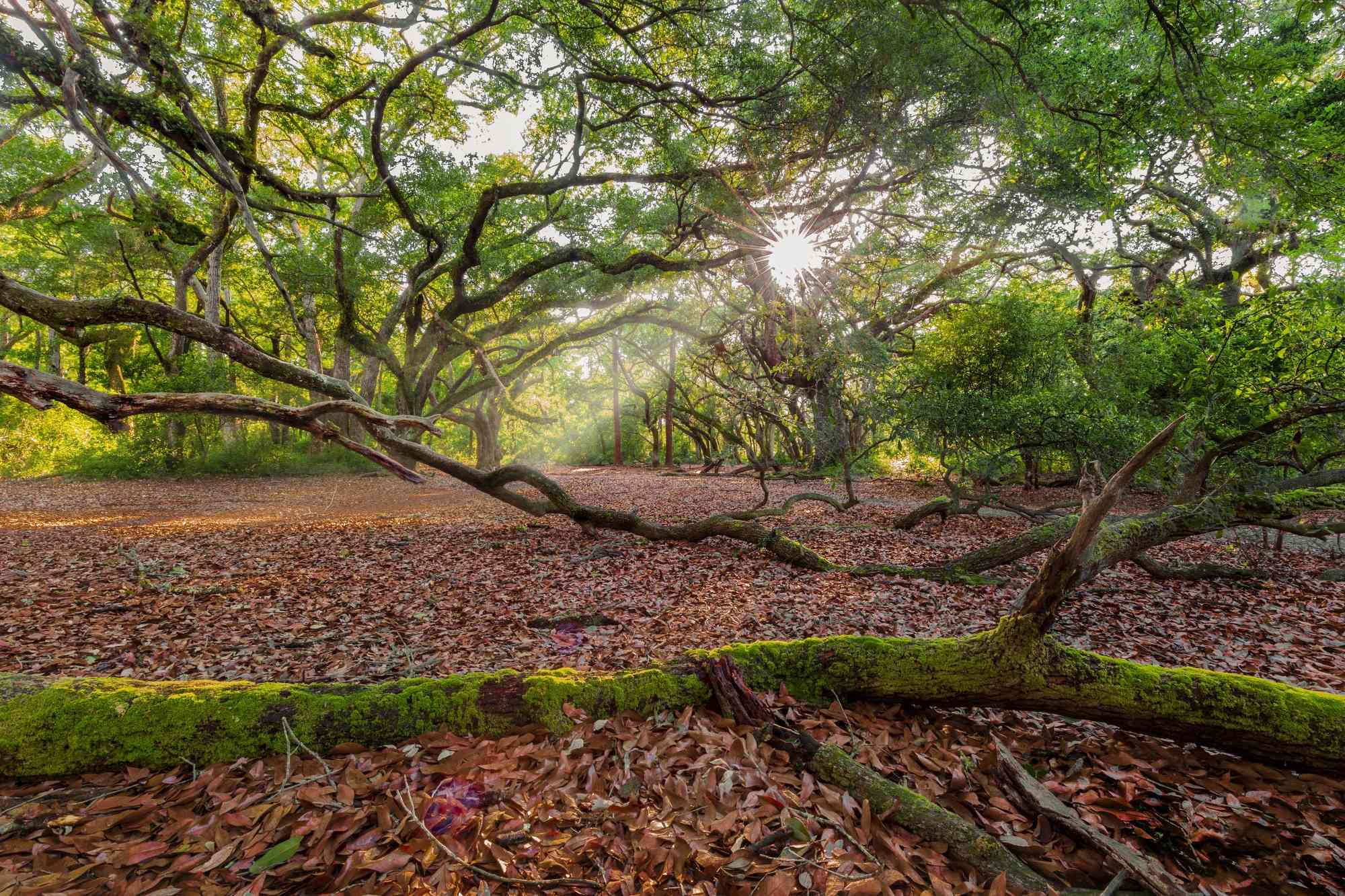 Tree Landscape - Apalachicola National Forest - Florida