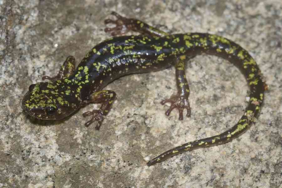 Hickory Nut Gorge Green Salamander on Rock
