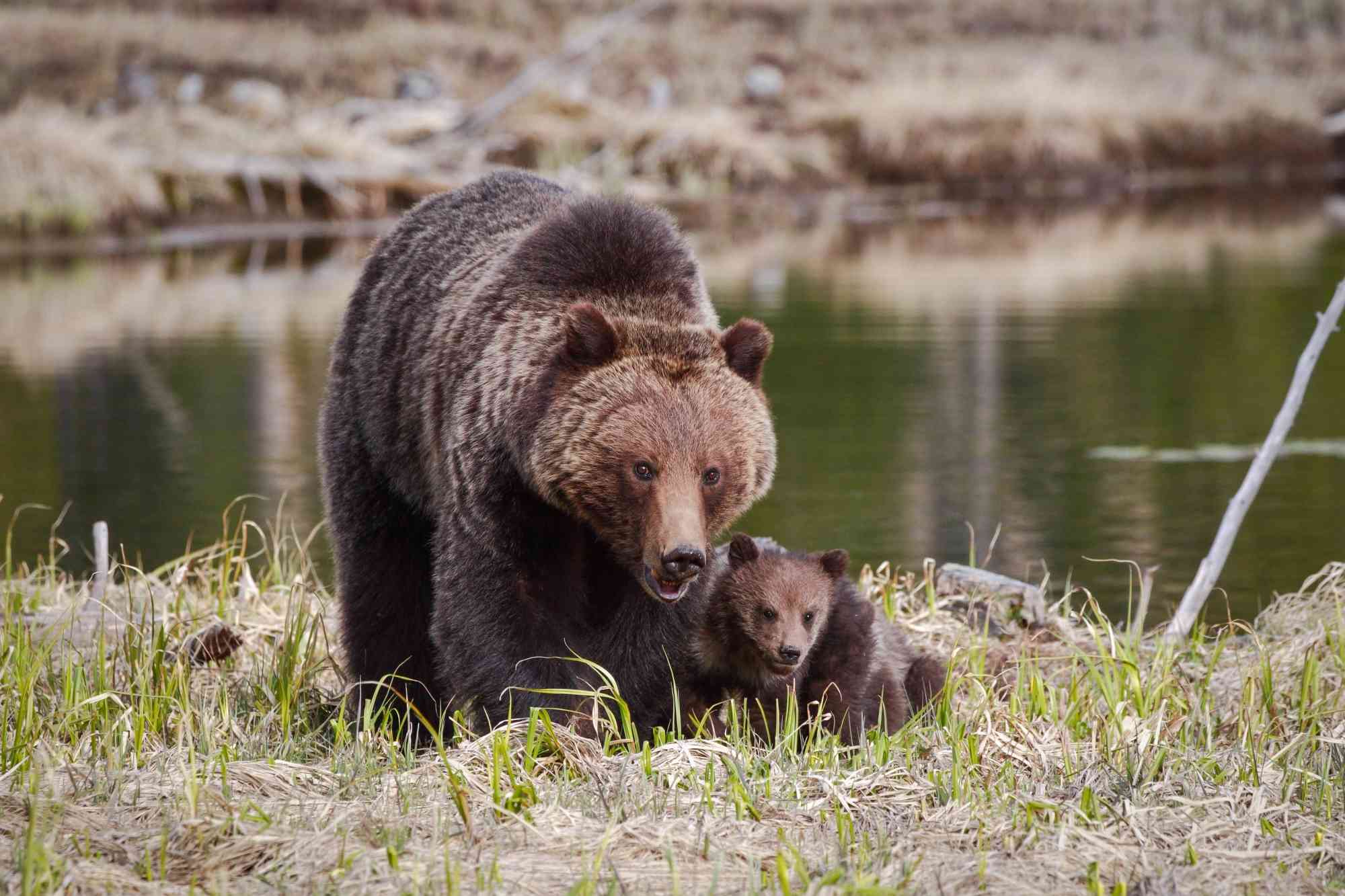 Mother Grizzly Bear with Cub - North Twin Lakes - Oregon