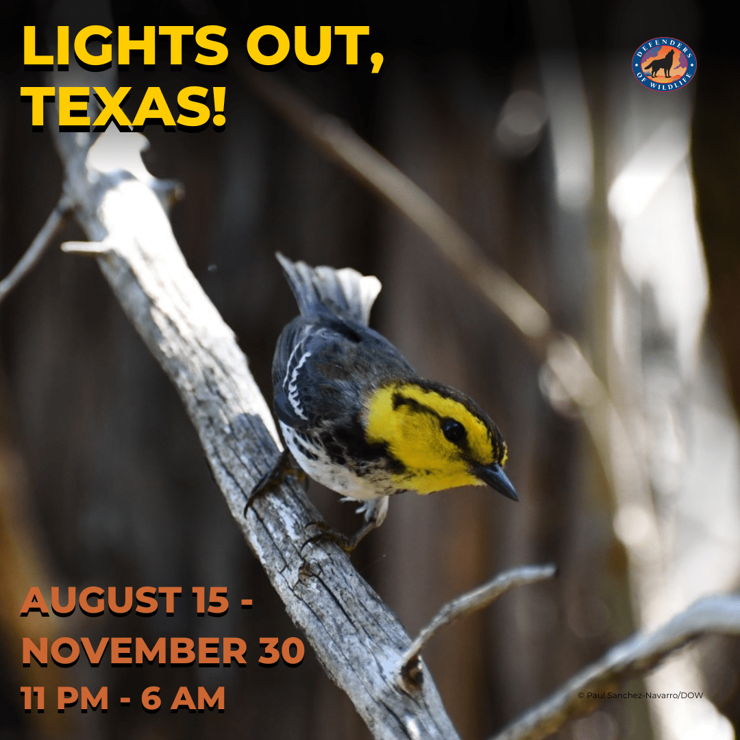 Lights Out Texas Fall Migration