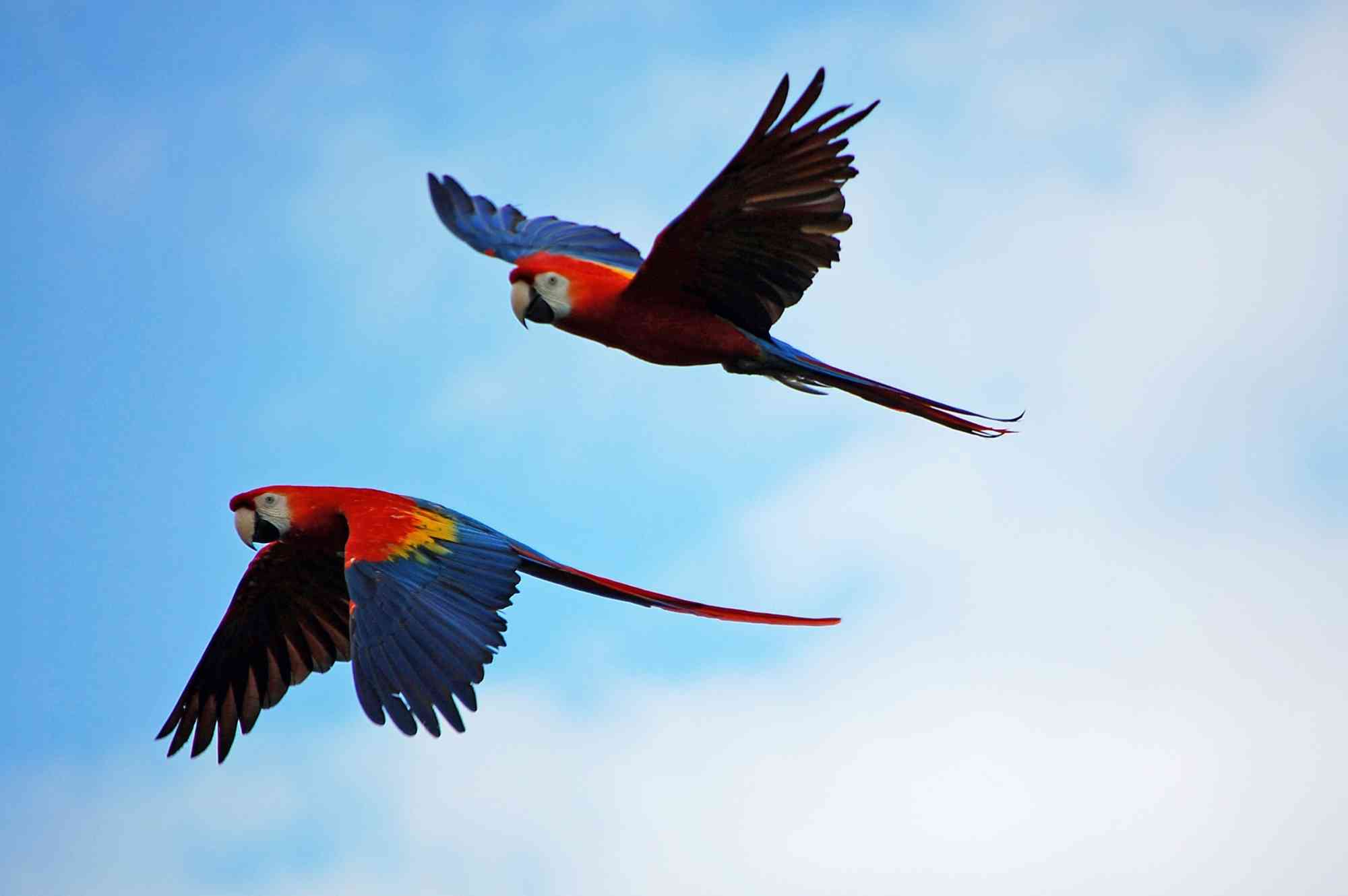 Pair of Macaws Flying Together