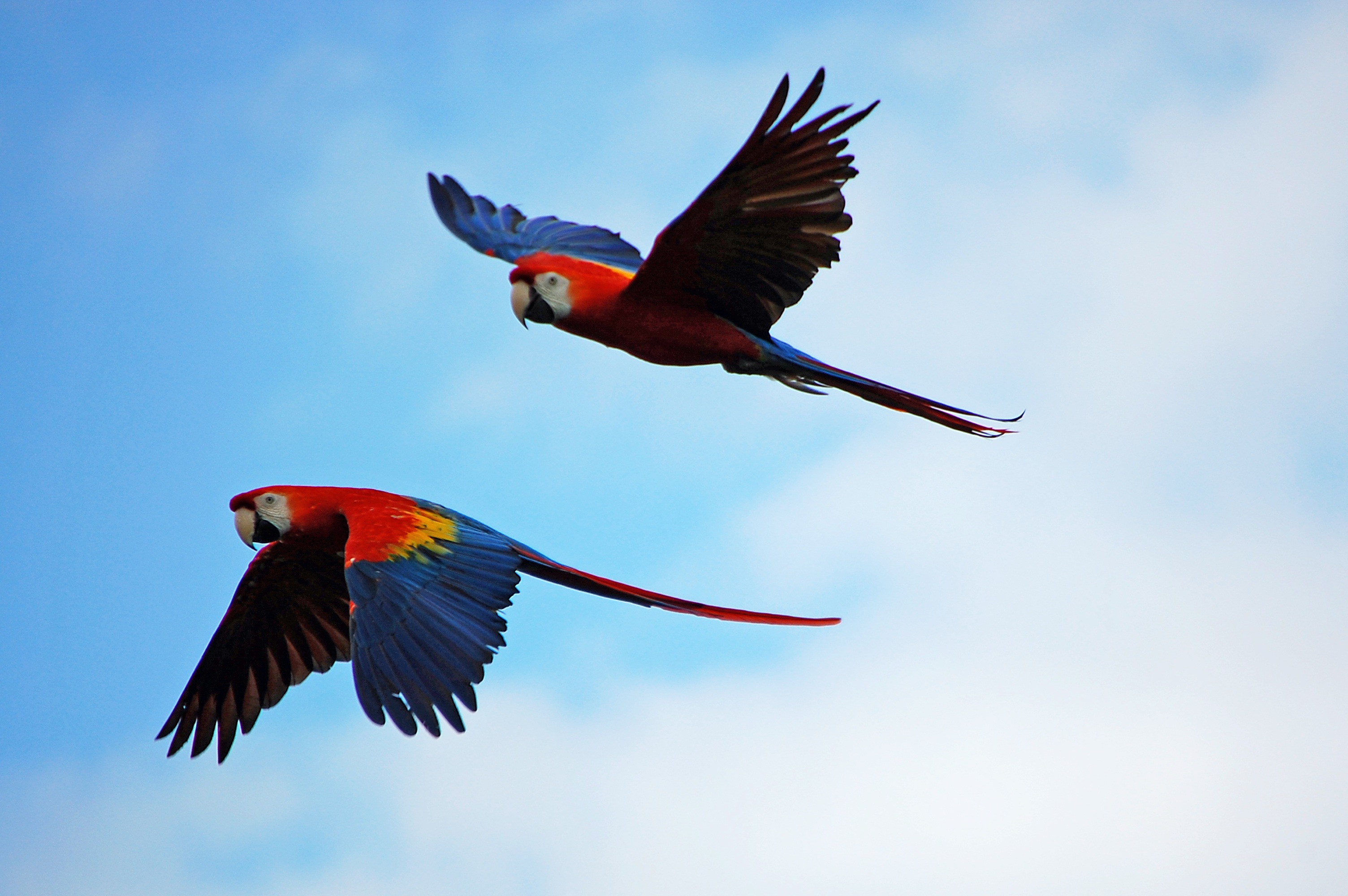 Pair of Macaws Flying Together