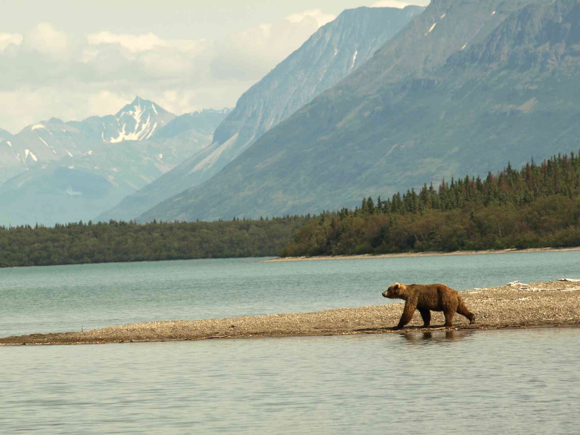Wandering Brown Bear on Spit - Naknek Lake