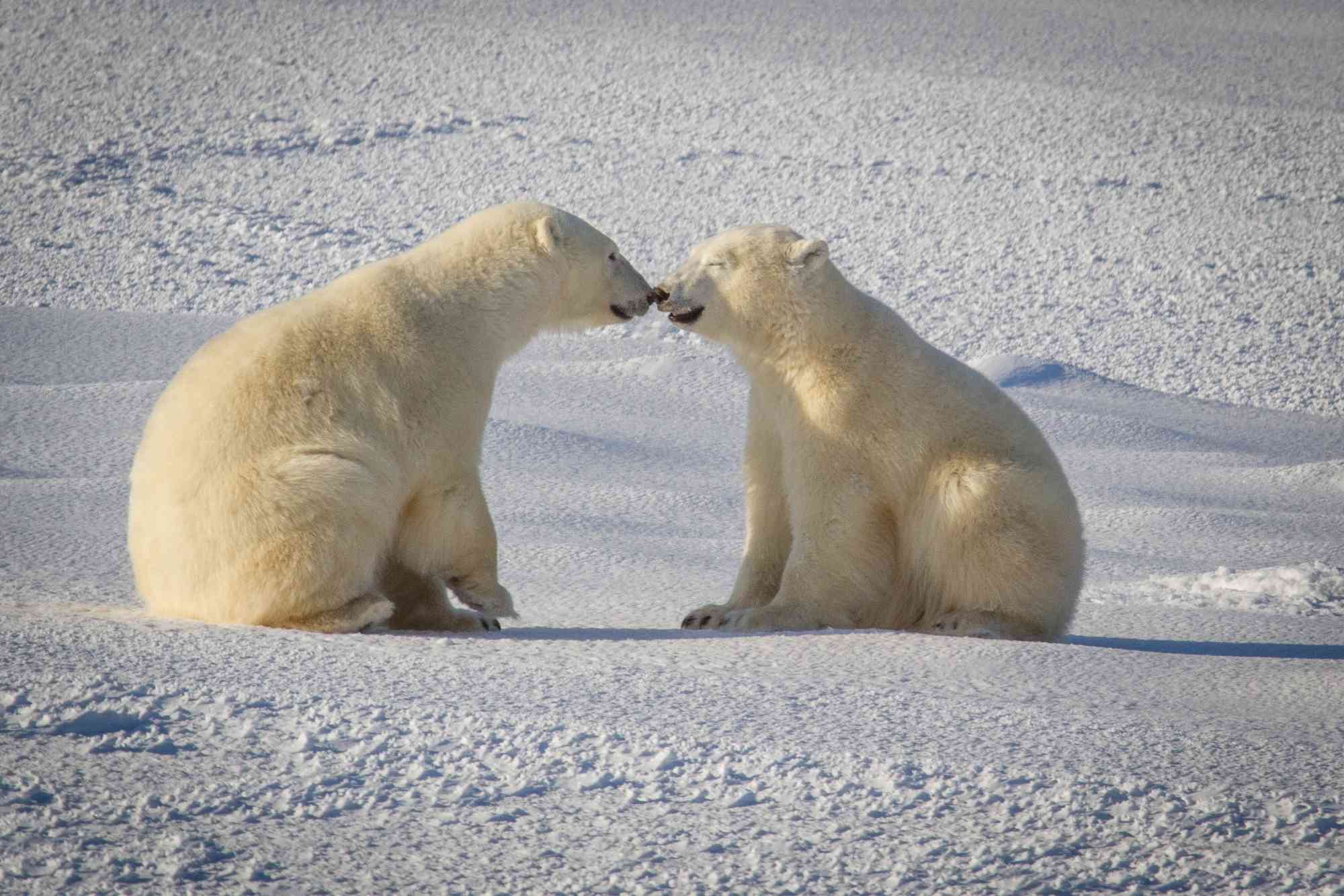 Polar Bear Kisses - Churchill - Manitoba - Canada 