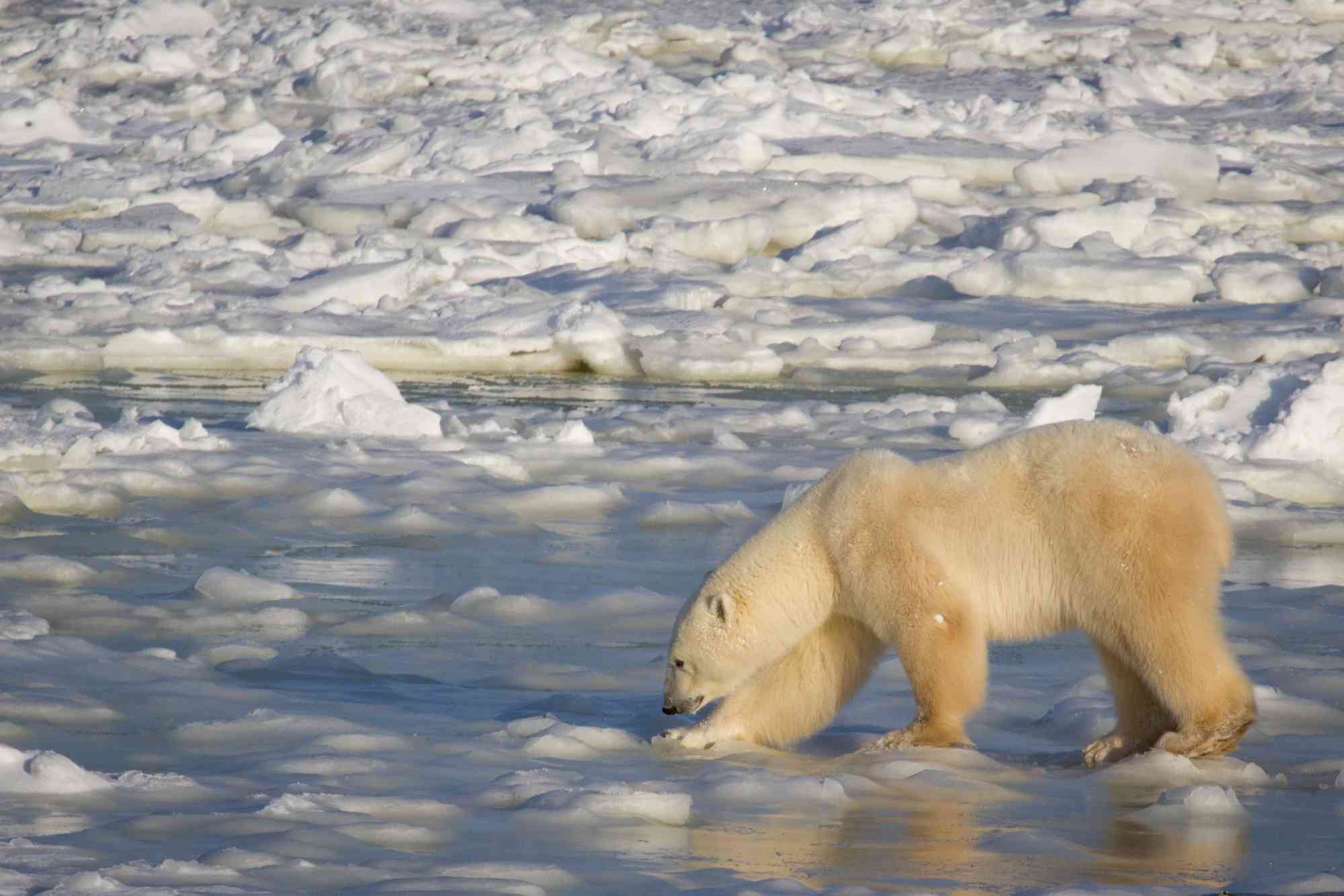 Polar Bear Crossing the Melting Ice - Churchill - Manitoba - Canada