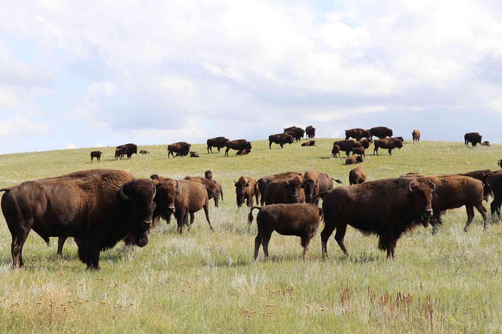 Fort Peck Bison Release - Herd on bison on hill - WS landscape