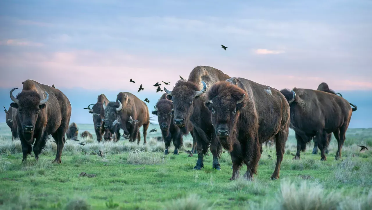 SPLT bison herd of Yellowstone genetics