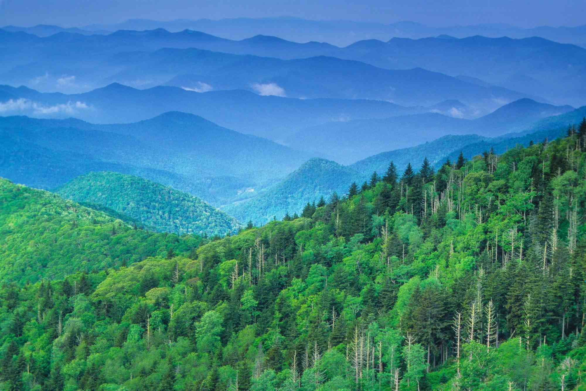 Expansive Forest - Nantahala National Forest - Blue Ridge Mountains - North Carolina