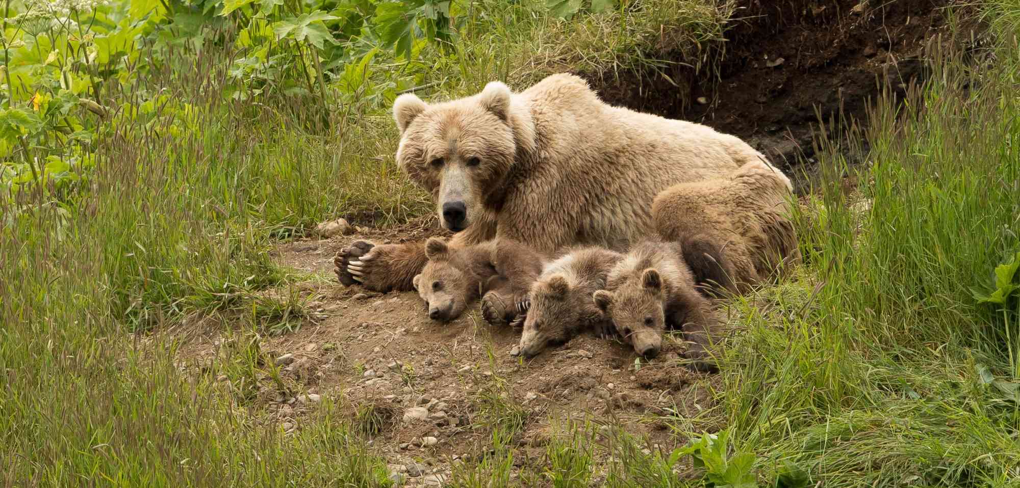 Sleepy Brown Bear Family in Kodiak National Wildlife Refuge Alaska