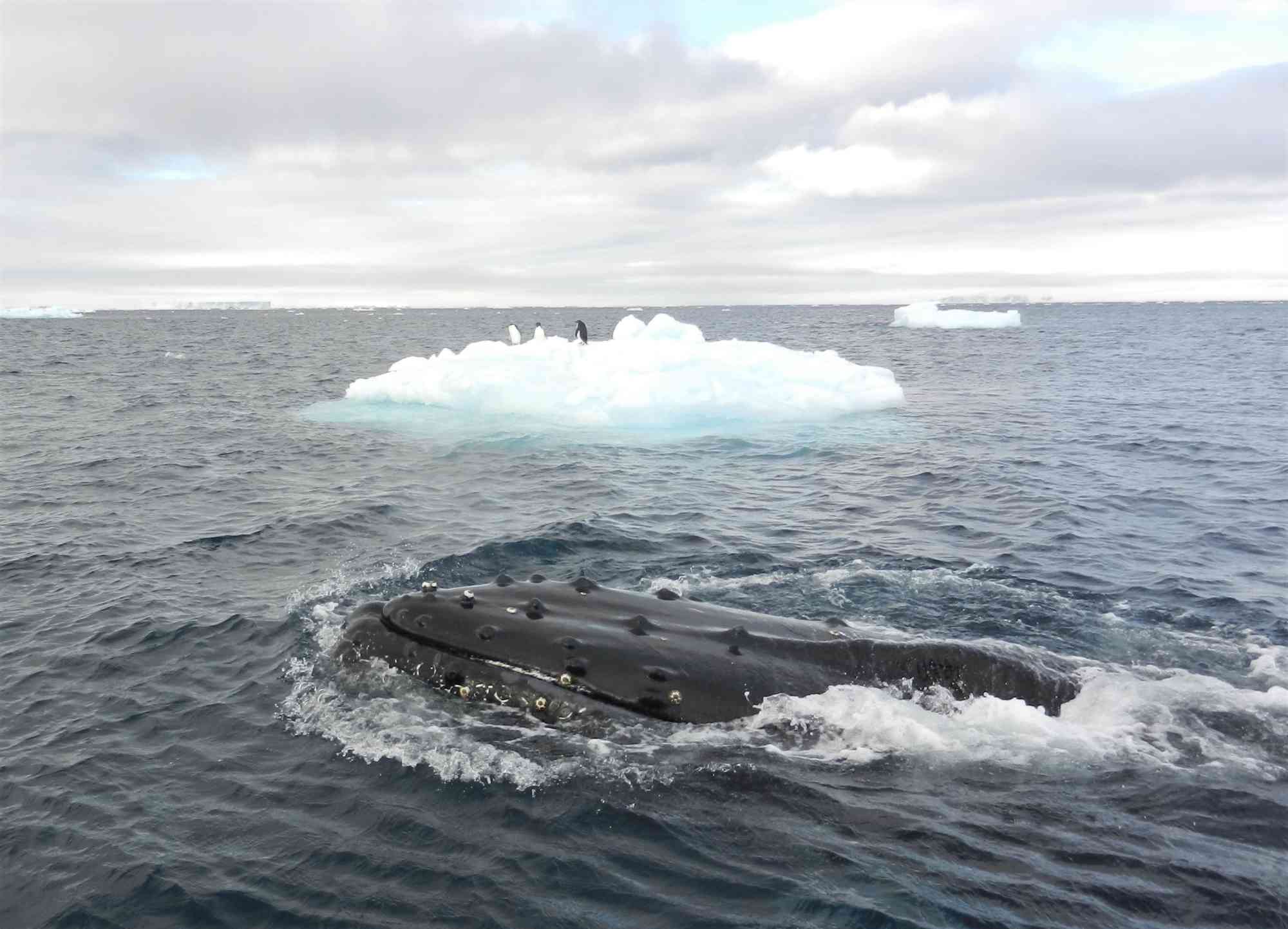 humpback whale head