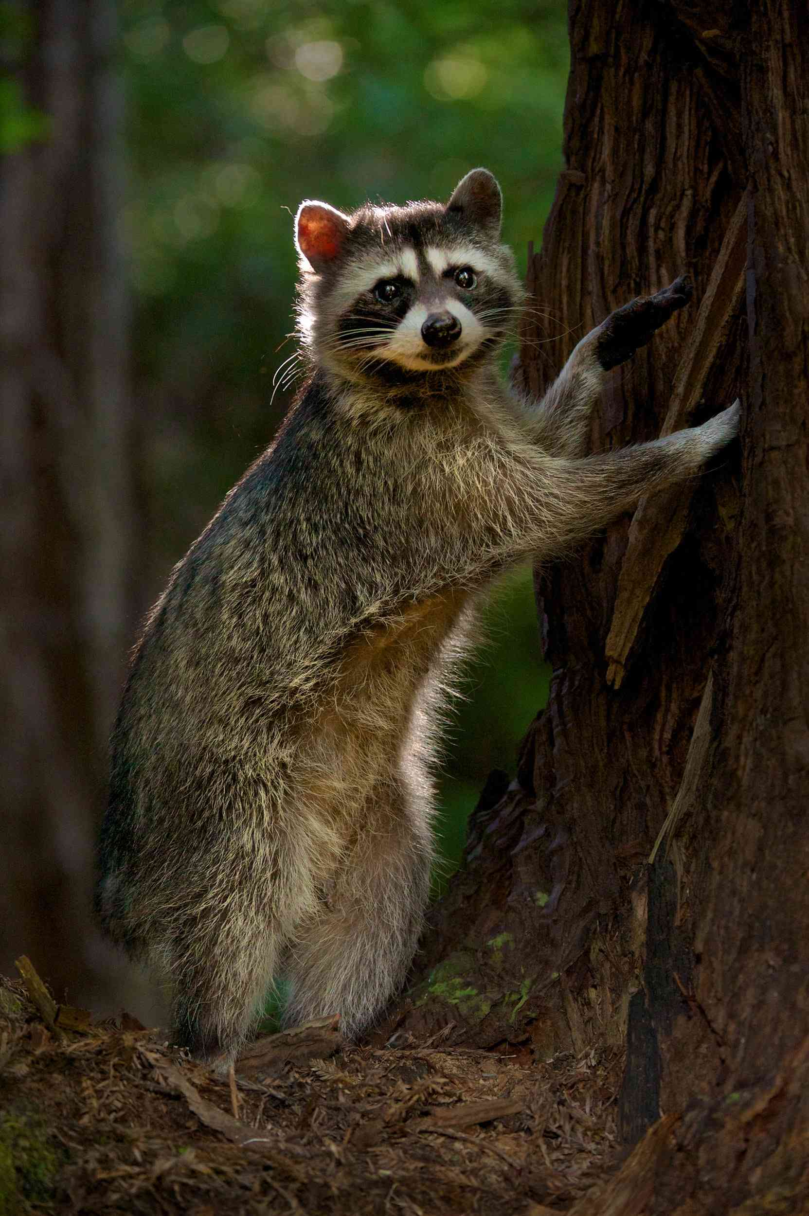 Tailless Raccoon