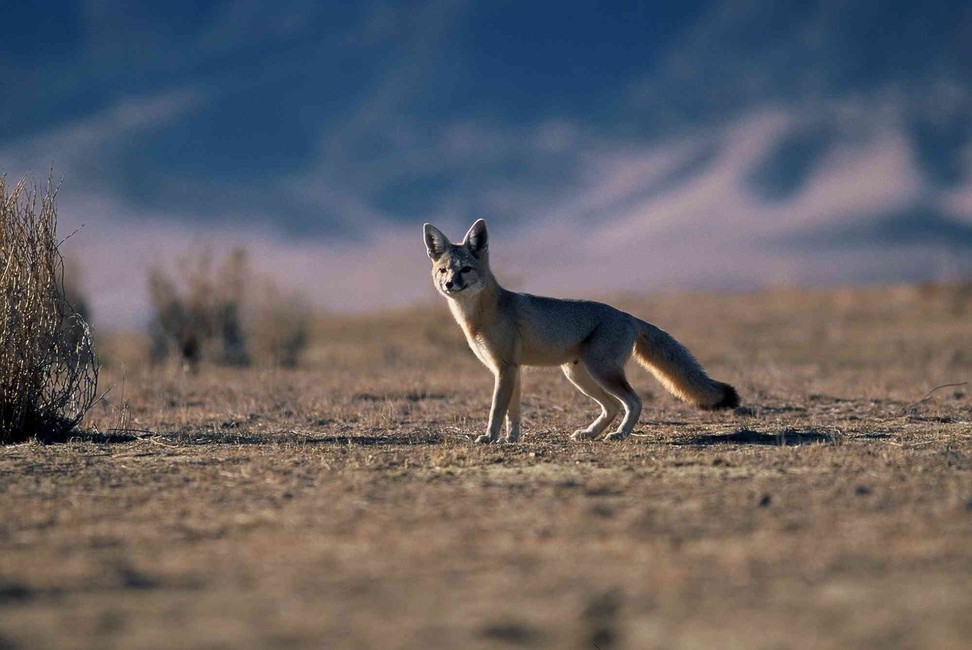 San Joaquin Kit Fox - Population Survey - Carrizo Plain National Monument - California -