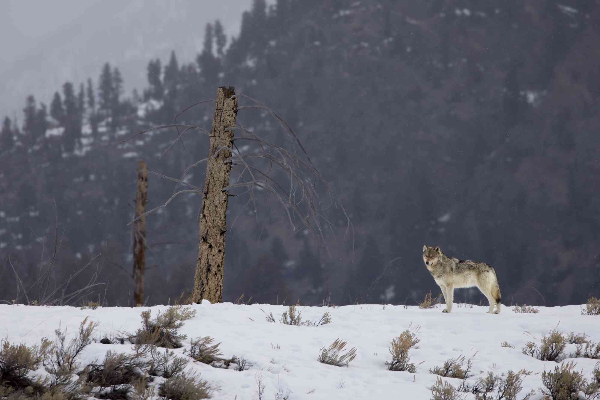 Gray Wolf in Snowy Landscape - Yellowstone National Park - Wyoming