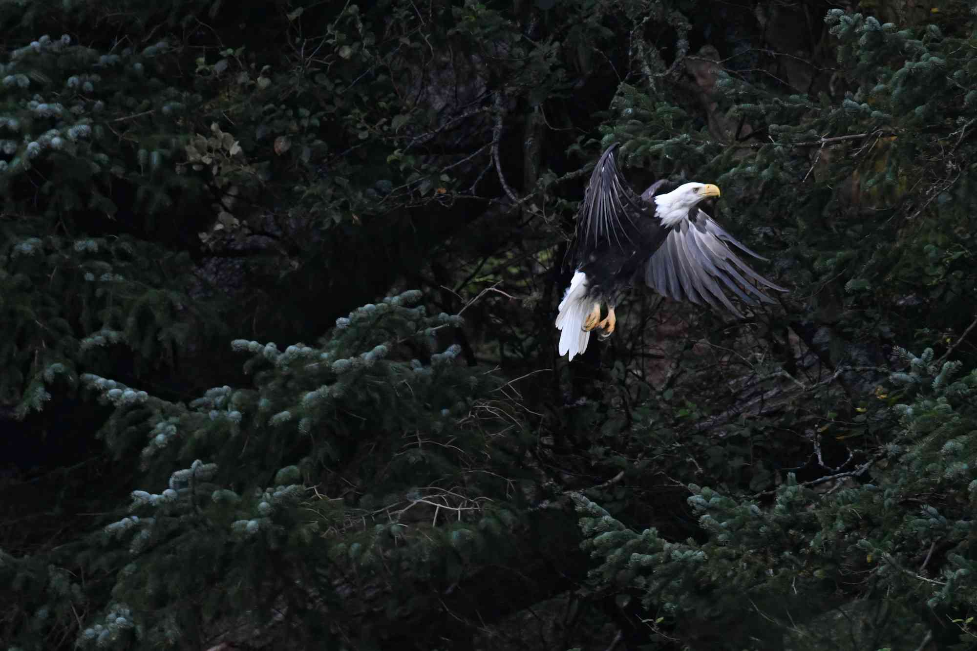 Eagle Flying - Alaska