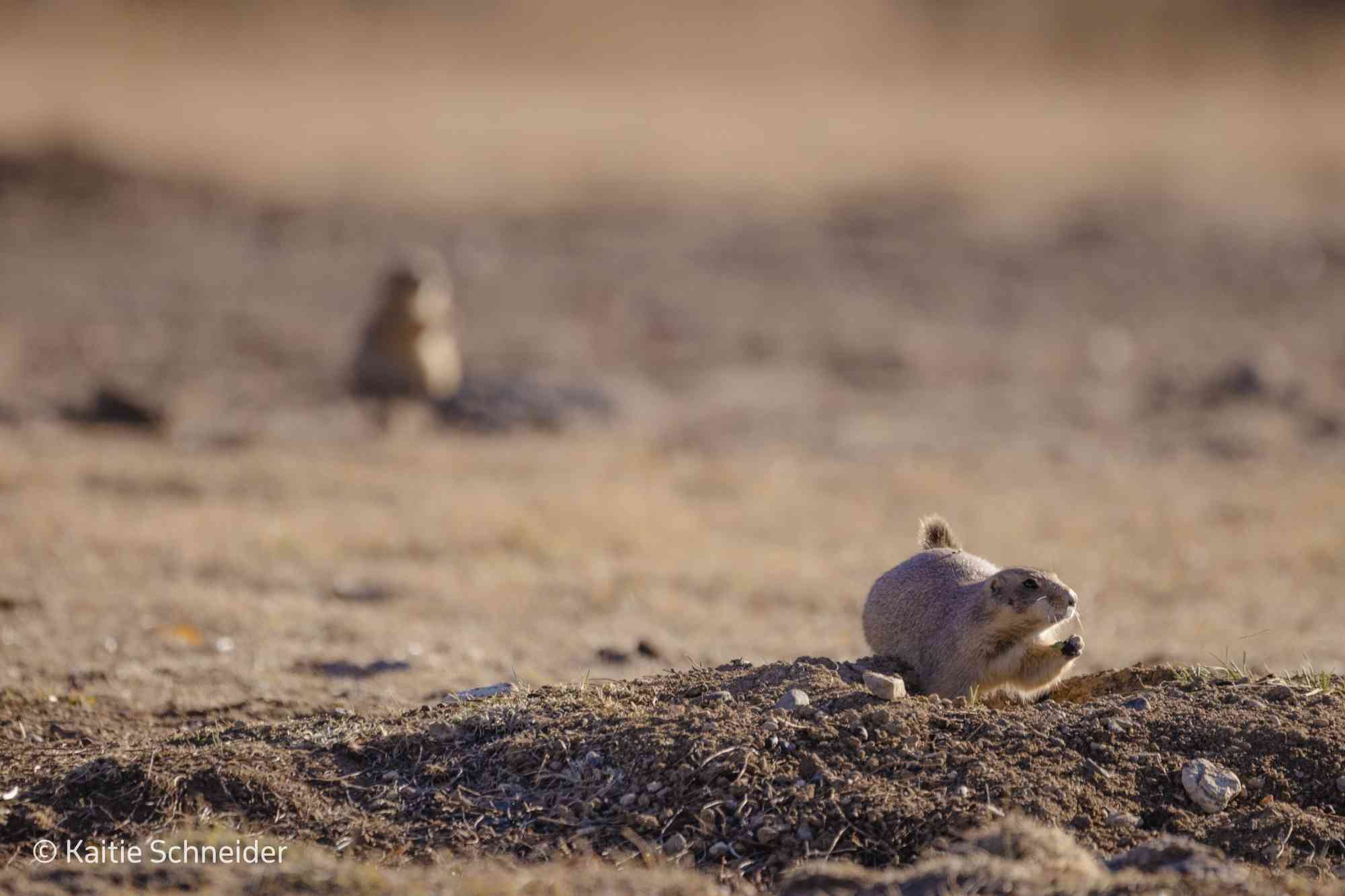 Prairie Dog Day: A Call to Action for America's Grasslands | Defenders of  Wildlife