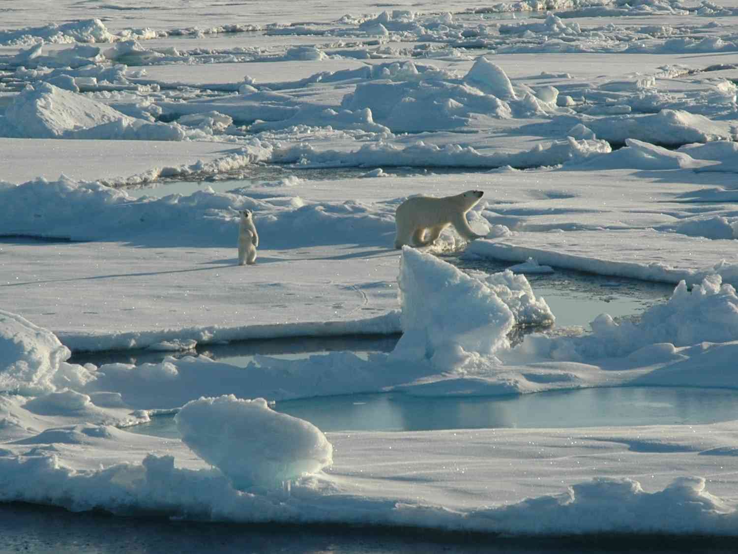 Polar Bear and Cub on Ice - Alaska