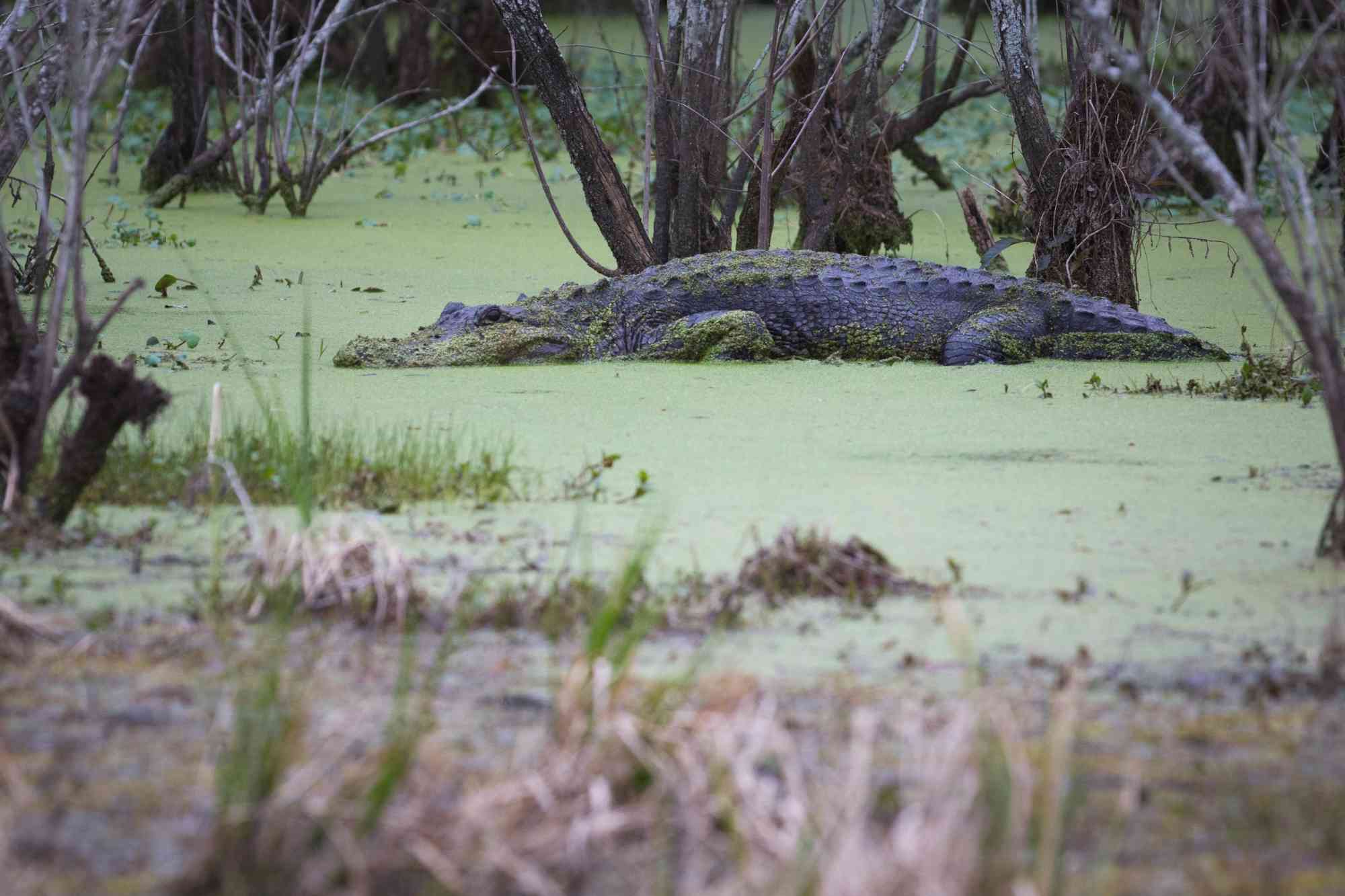 American Alligator - Lake Martin - Lafayette - Louisiana