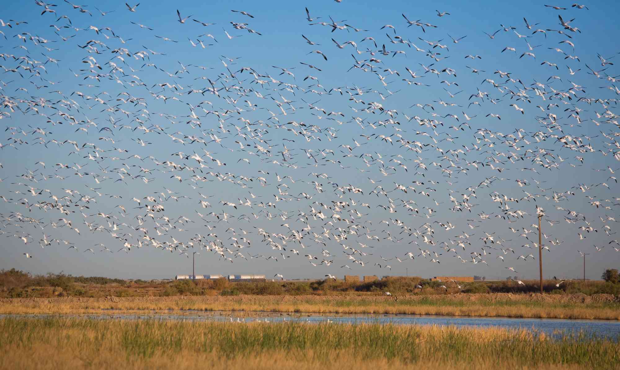Flock of Birds - Salton Sea - California