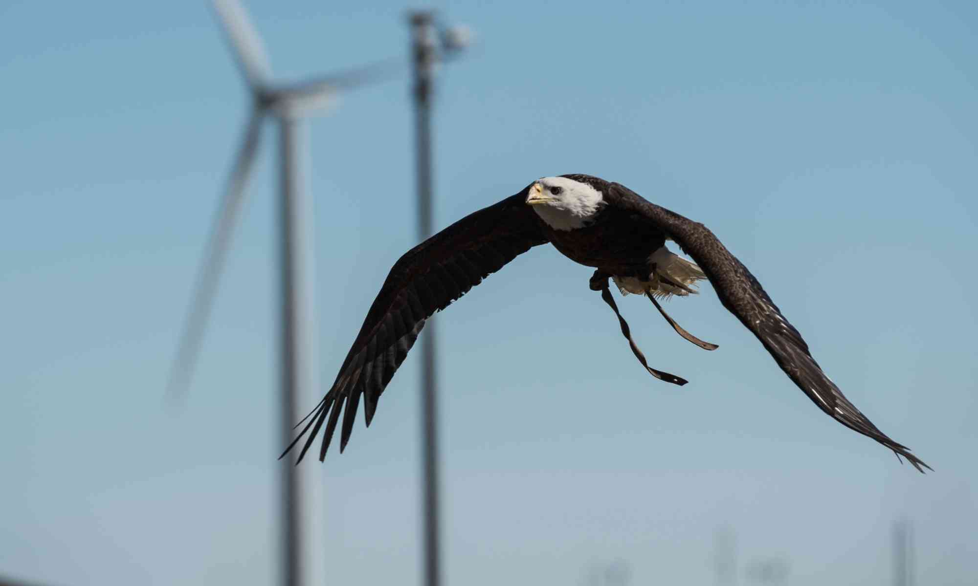 Bald eagle with a wind turbine